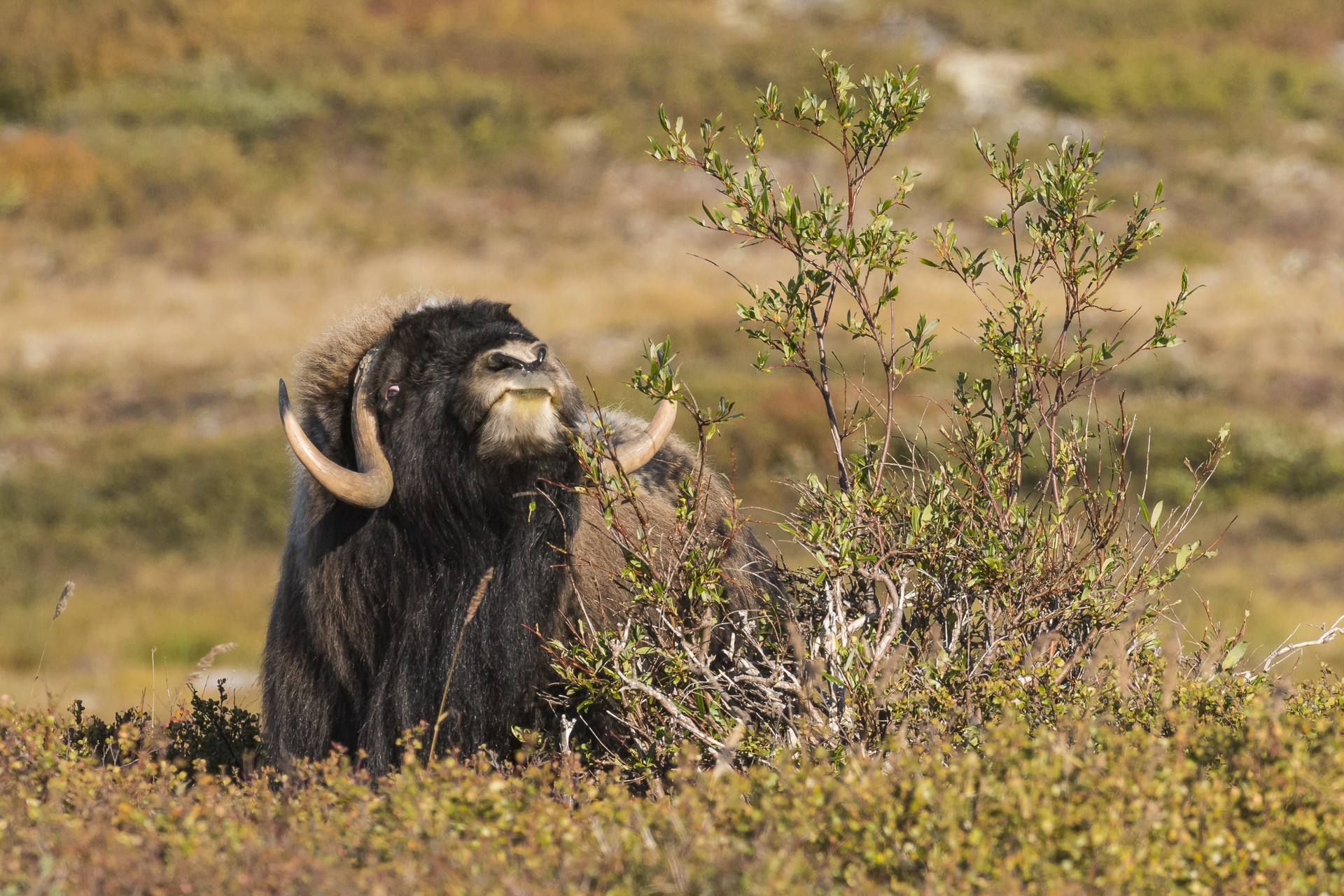 Bull muskox feeding on willow