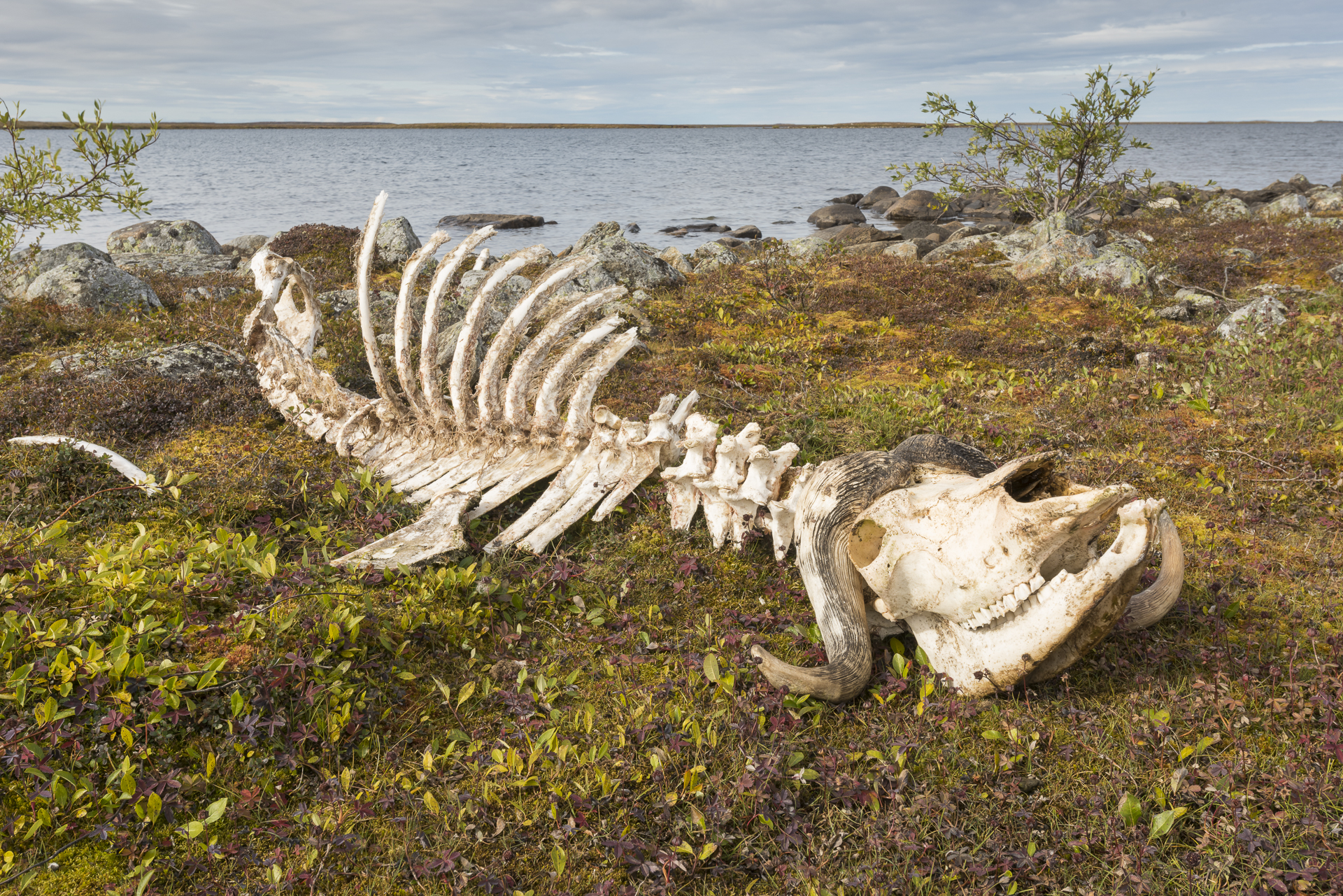 Muskox skeleton. Kaslak Lake, northern Quebec.