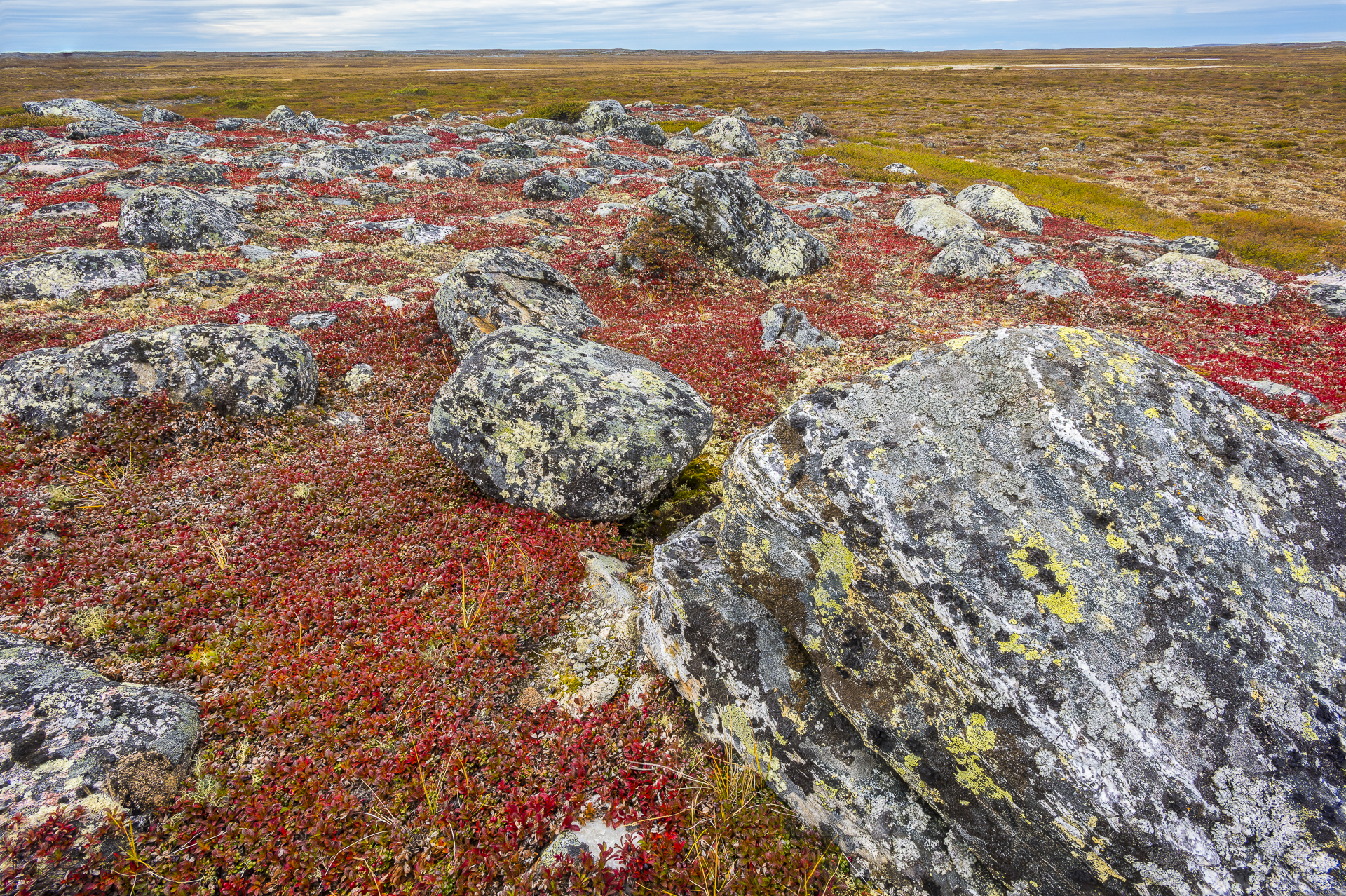 Arctic tundra in fall colors. Nunavik region, Canada.