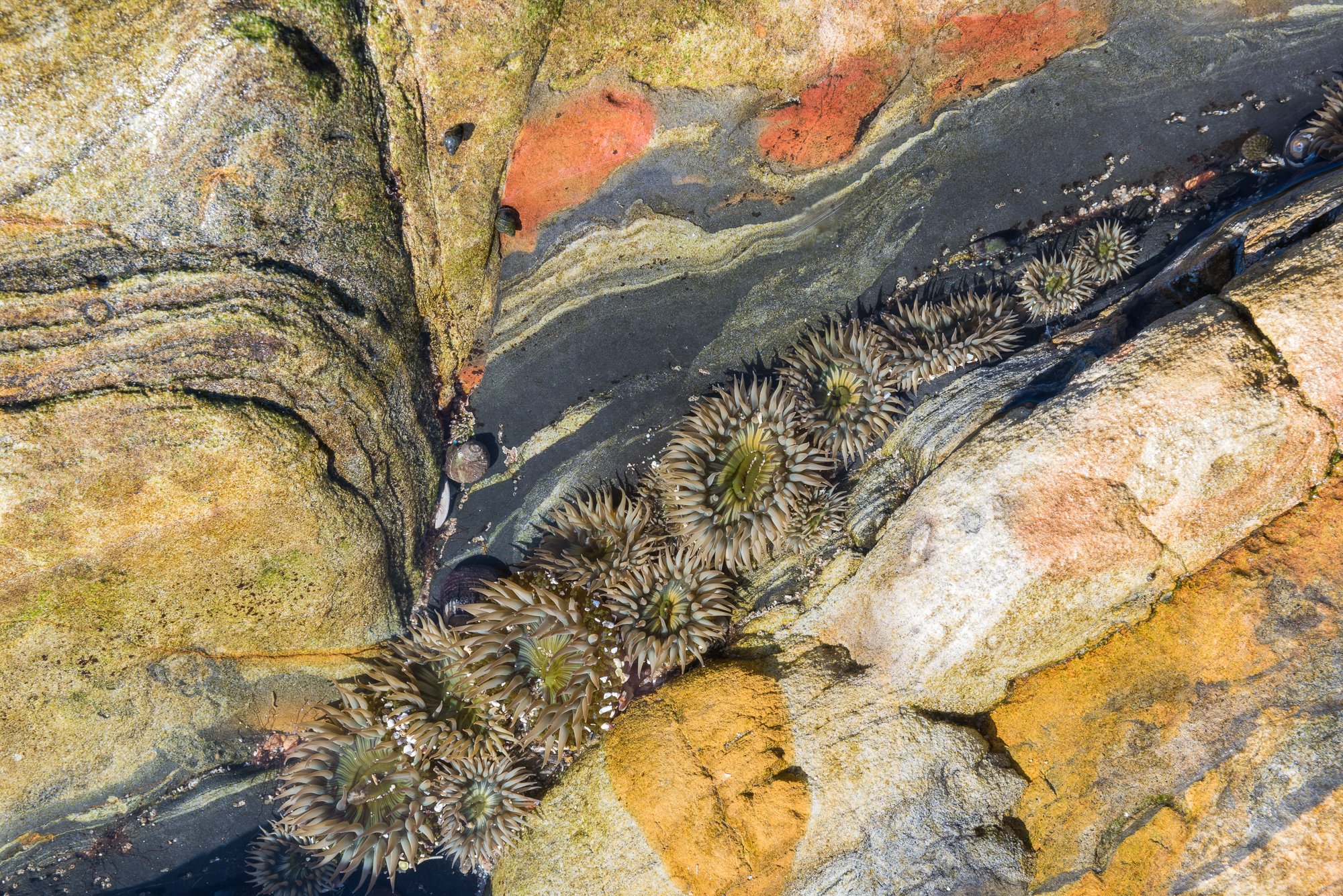 Anemones in tidal pool. Point Lobos Reserve, CA.