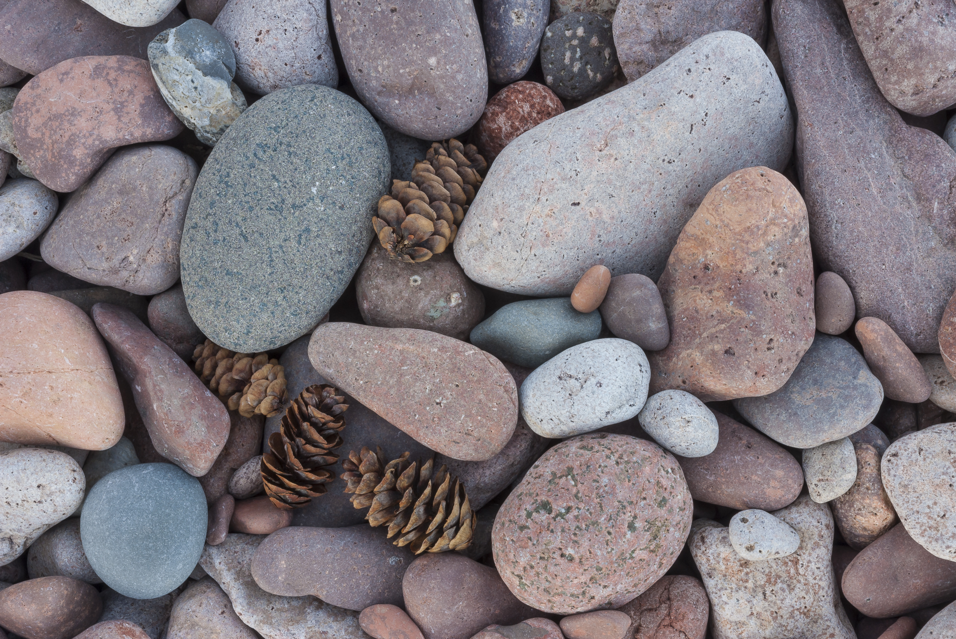 Beach pebbles and spruce cones