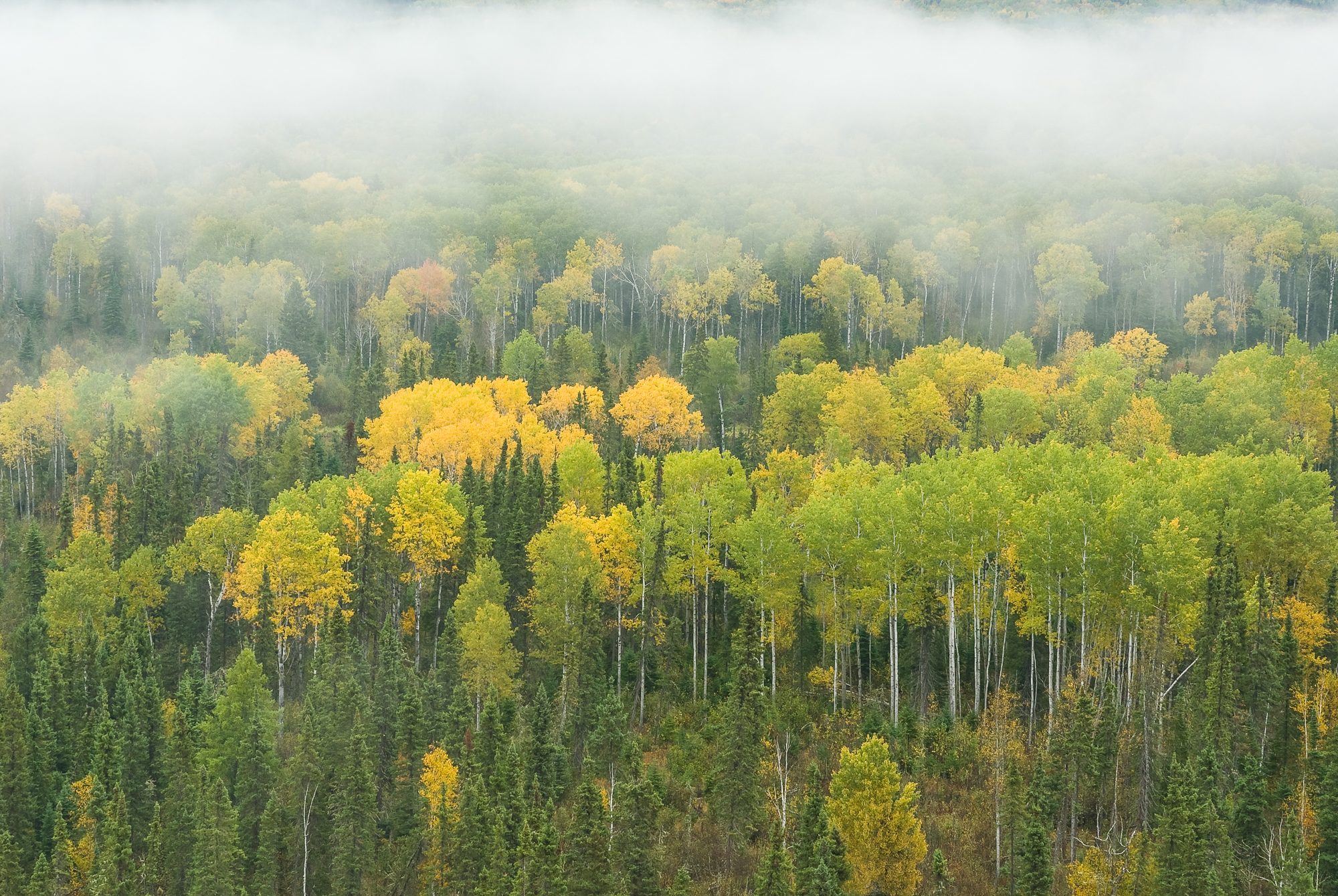 Aspens in the mist