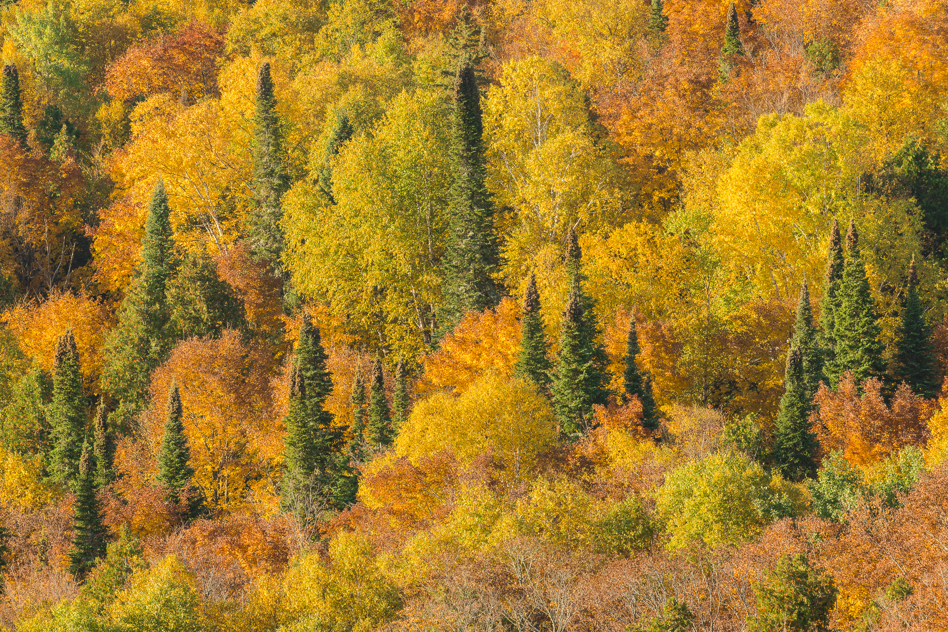 Spruce and deciduous trees: Grand Portage State Forest