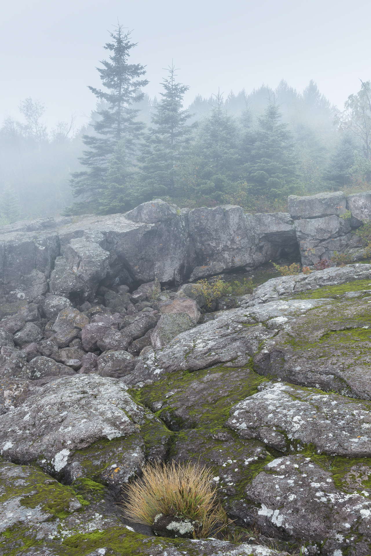 Stunted spruce trees in fog. Sugarloaf Cove.