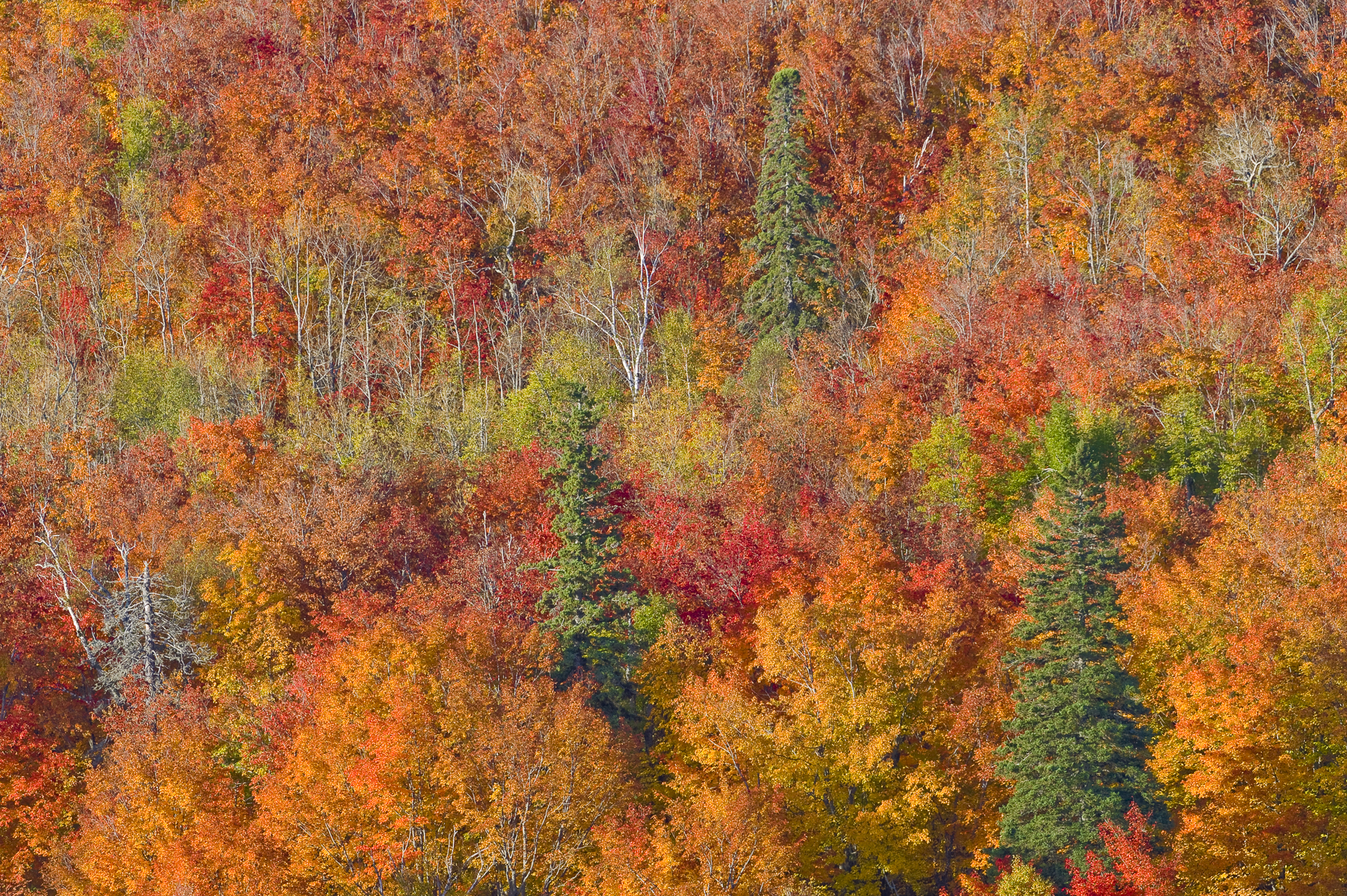 Fall color display from Oberg Mountain