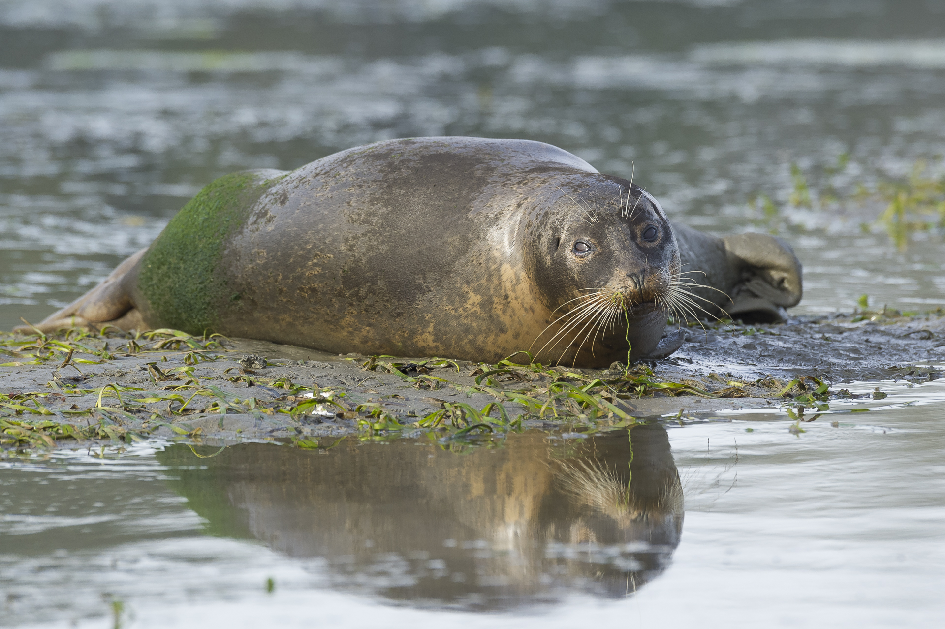 Harbor seals resting on sand bar at low tide