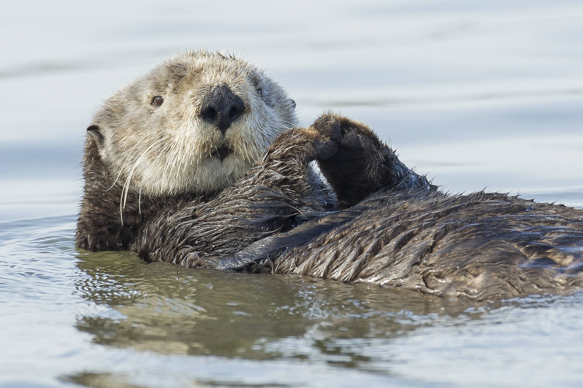 Sea otter