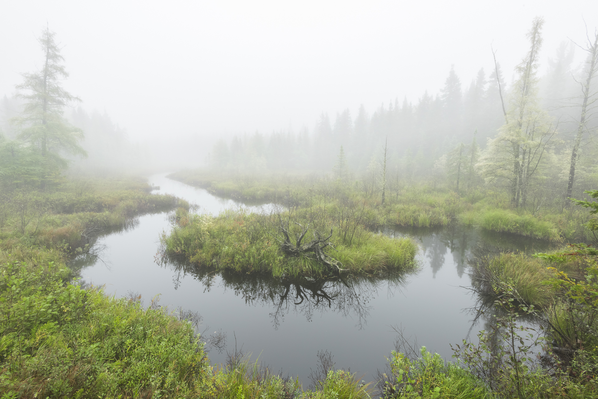 Northwoods bog