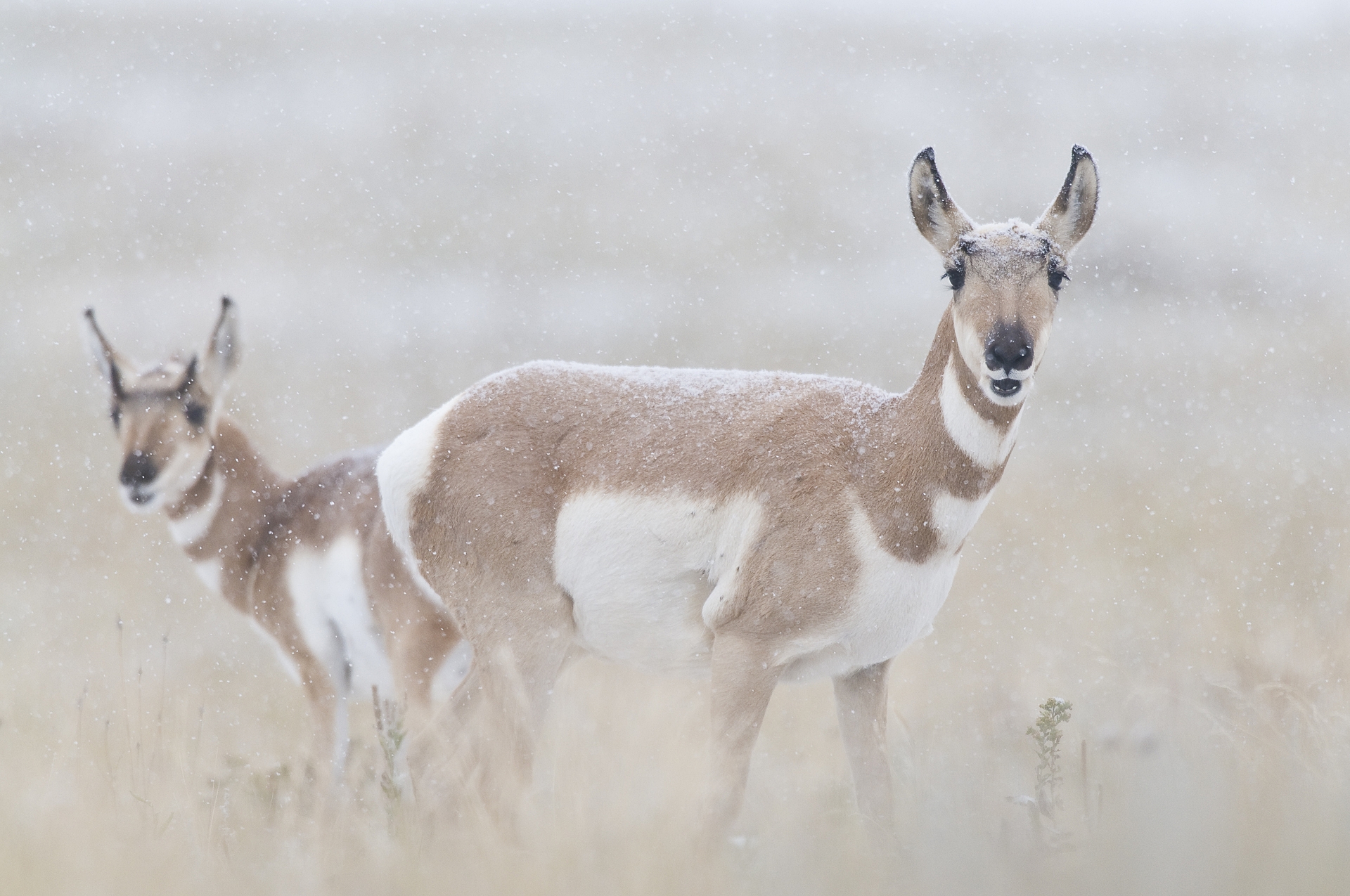 Pronghorn antelope doe and fawn  