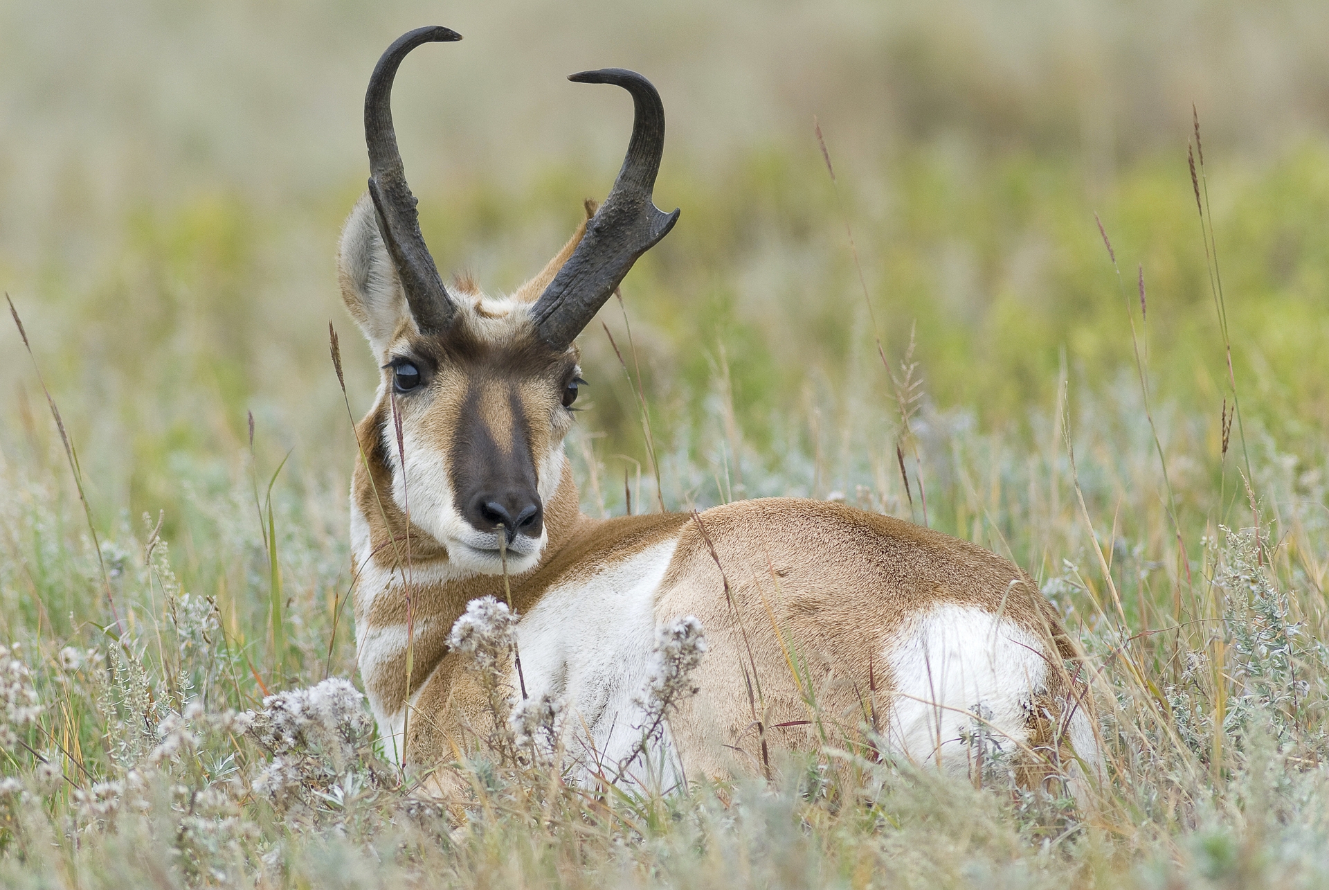 Pronghorn antelope buck