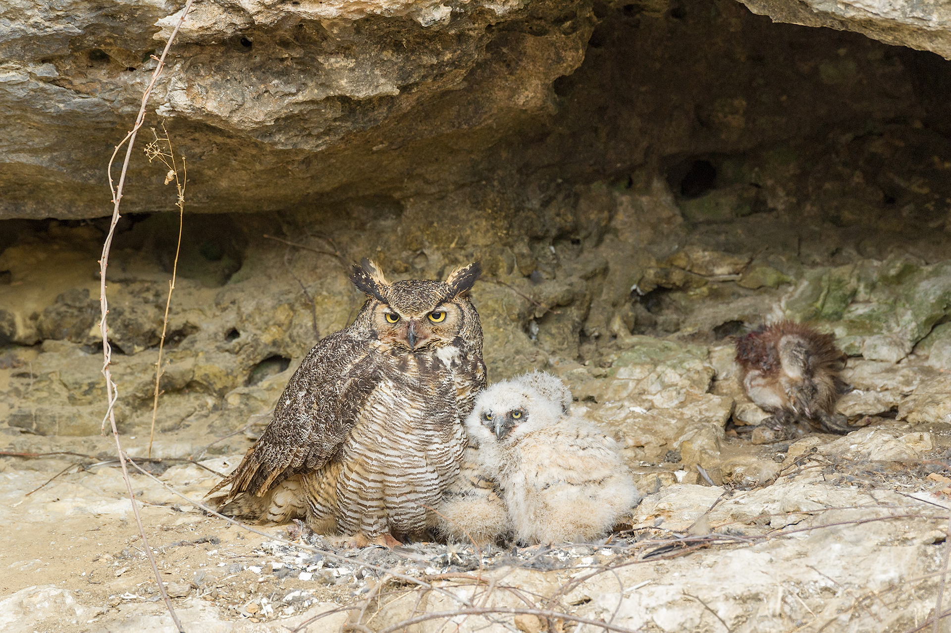 Great horned owl and young, with dead muskrat in back of cave