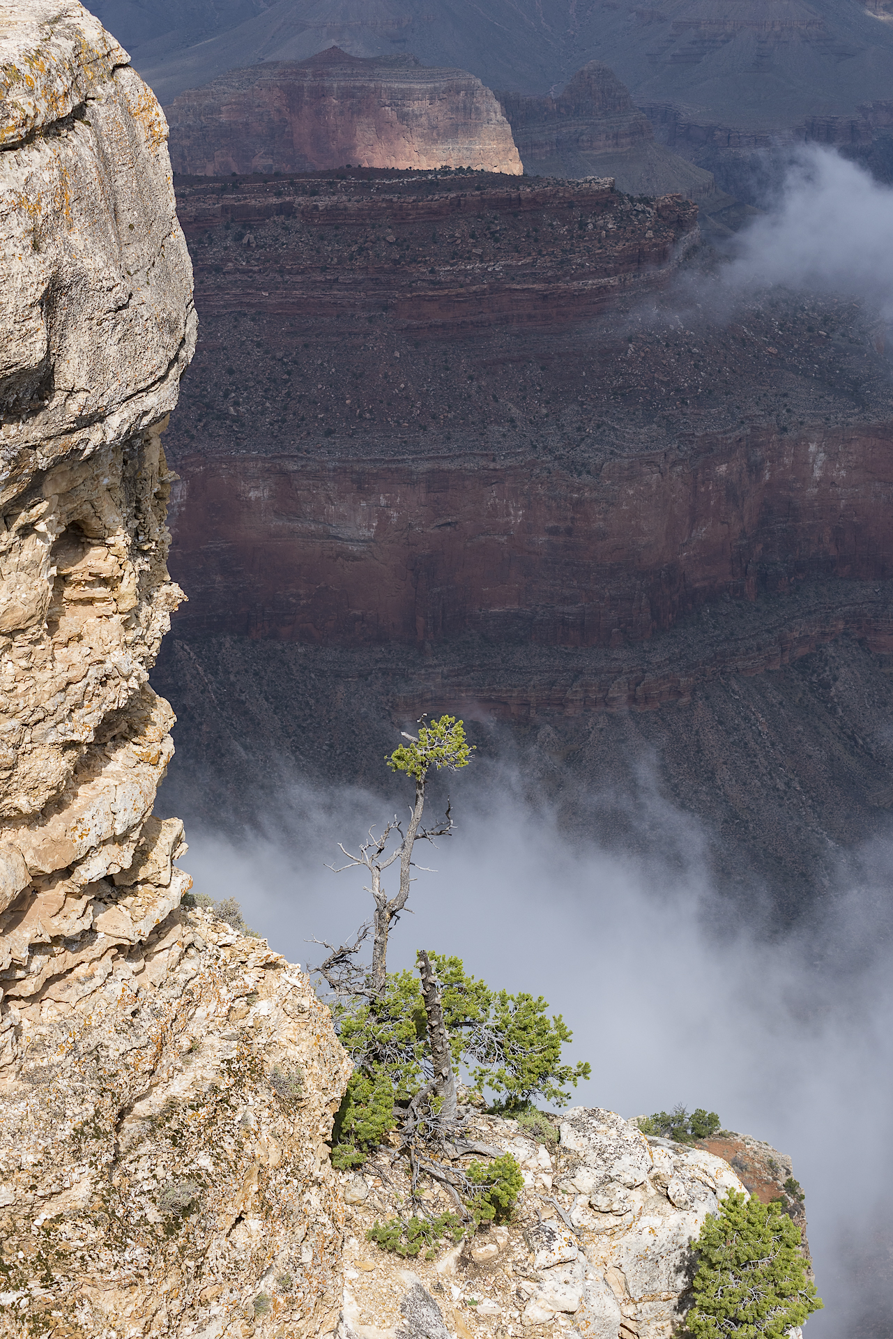 Lone juniper: Grand Canyon NP, AZ