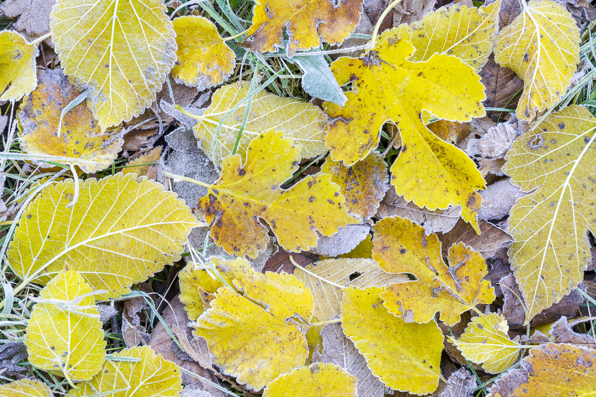 Frosted leaves: Fort Snelling State Park, MN.