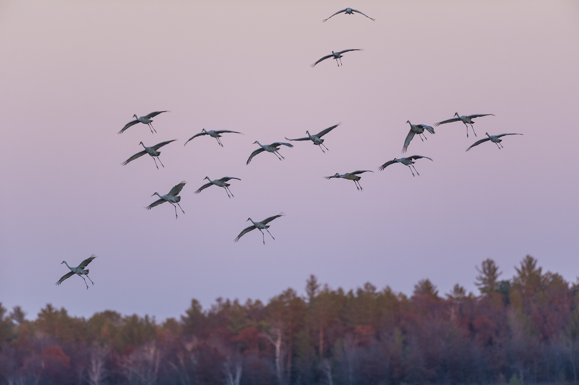 Sandhill cranes coming down to roost in wetland at sunset. 
