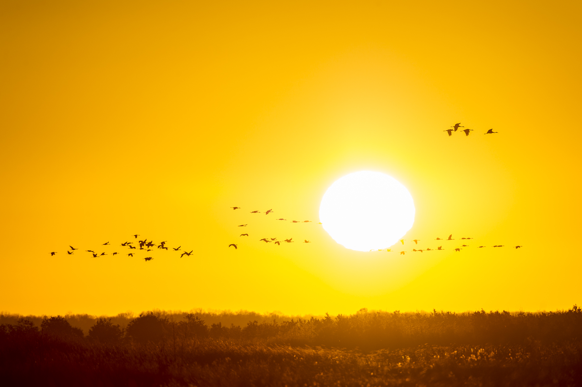 Sandhill cranes against the rising sun. Wisconsin.
