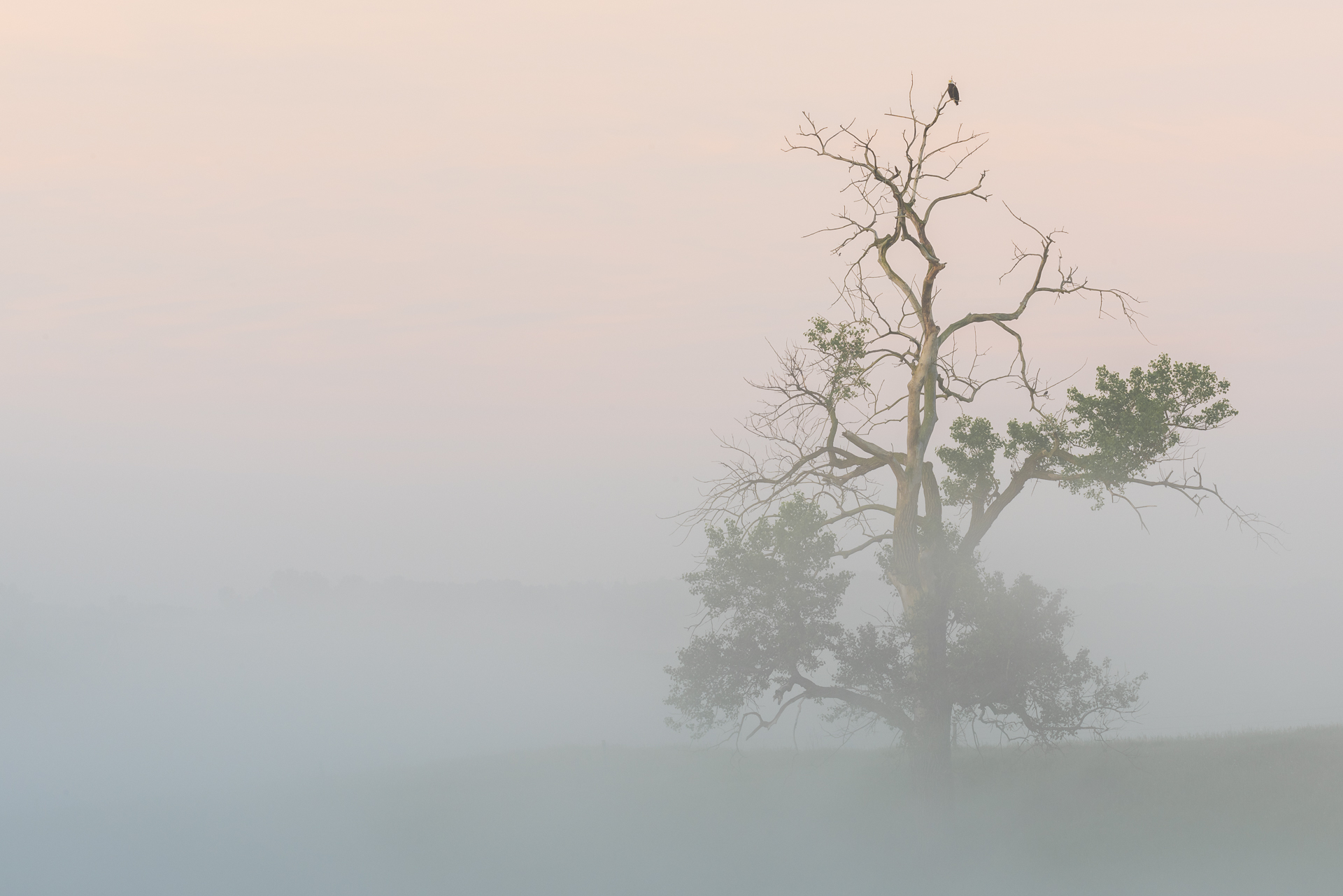 Foggy morning: bald eagle in cottonwood tree