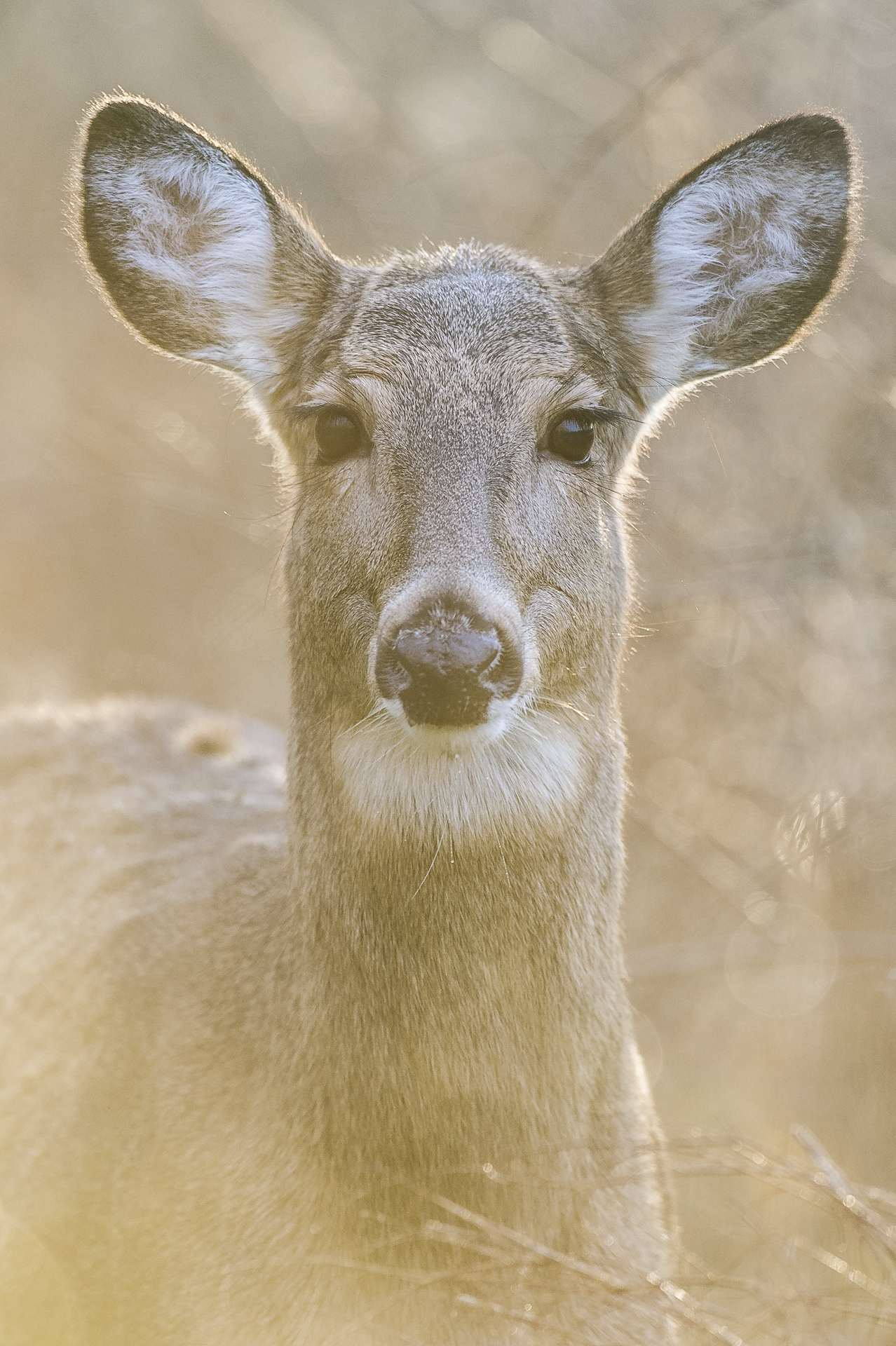 White-tailed deer doe