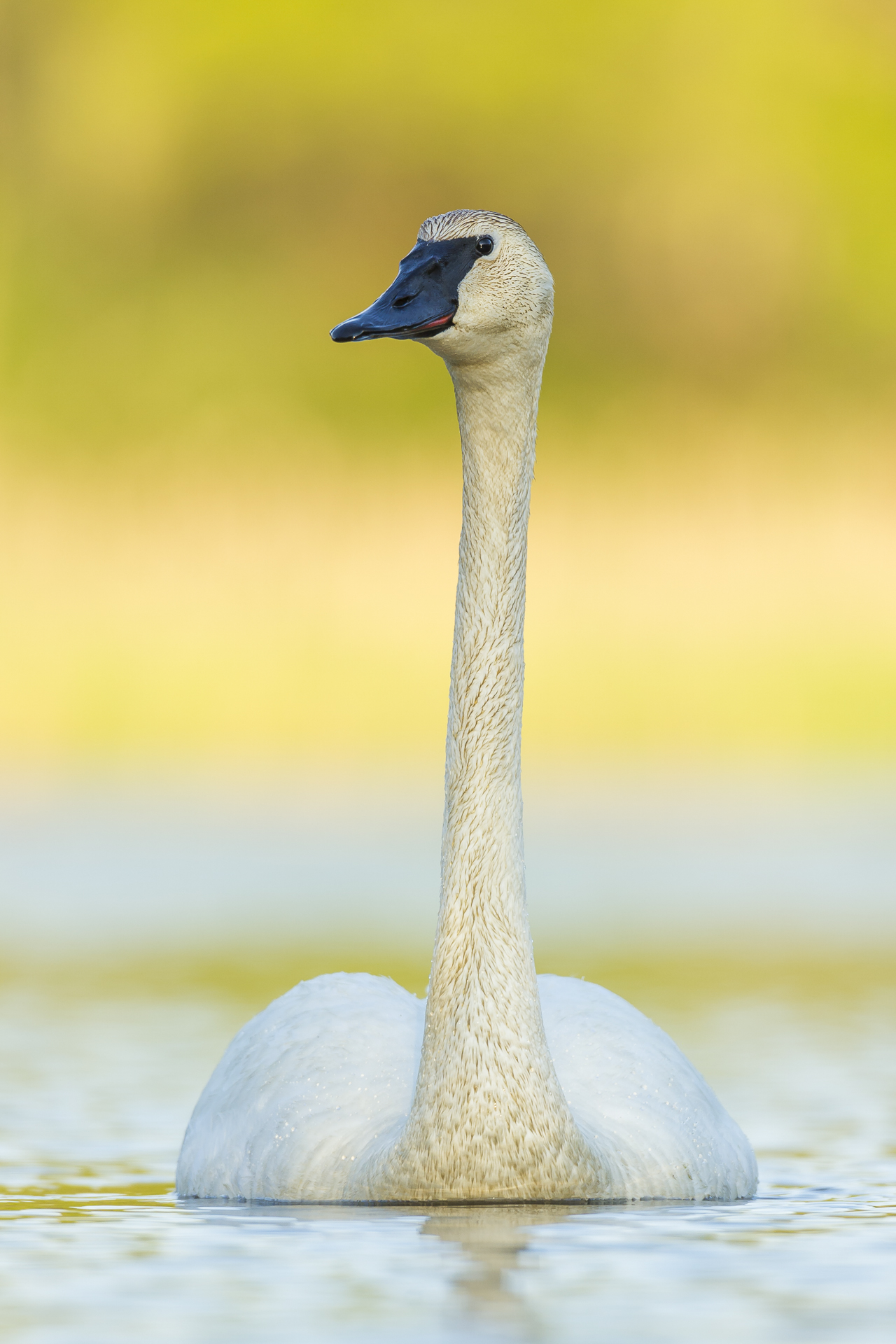 Trumpeter swan on golden pond