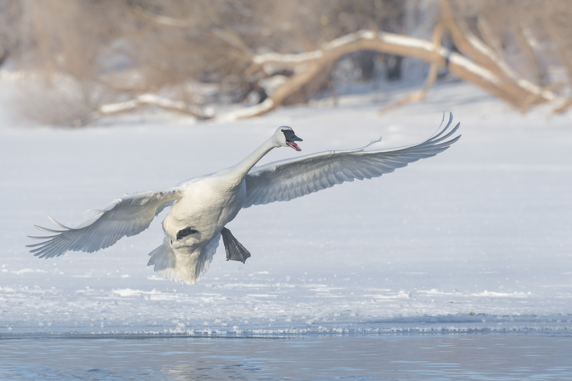 Trumpeter swan landing on partially frozen St. Croix River