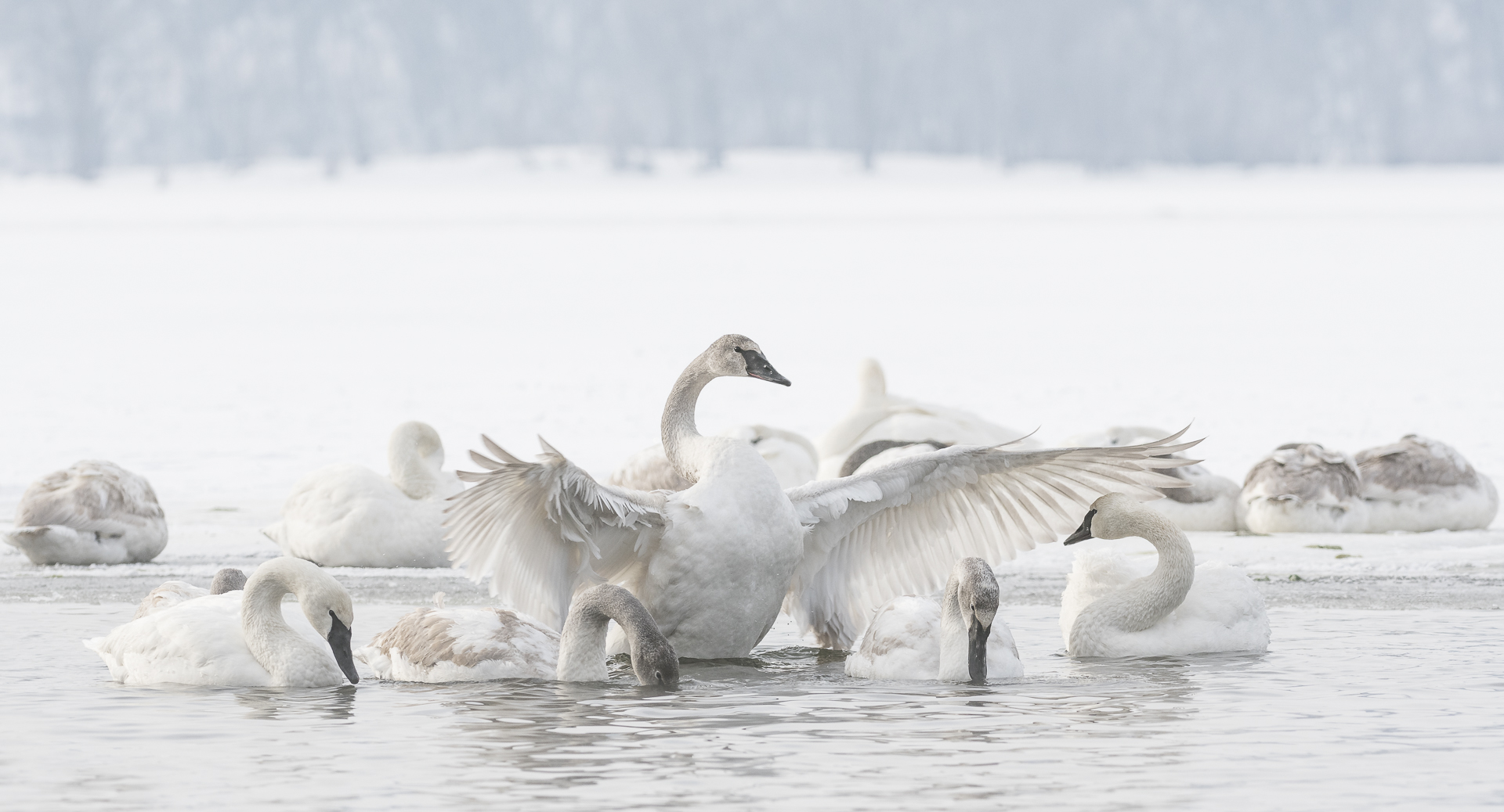 Wing stretch