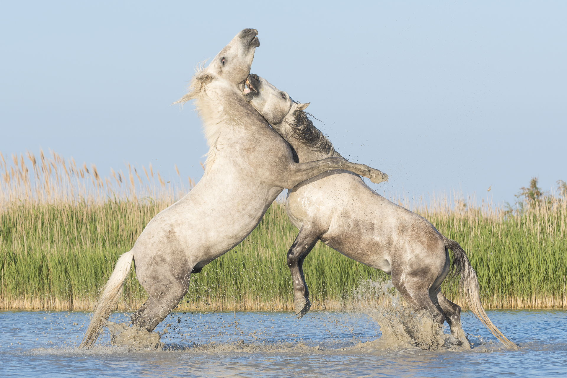 Stallions fighting. Parc naturel régional de Camargue. France.