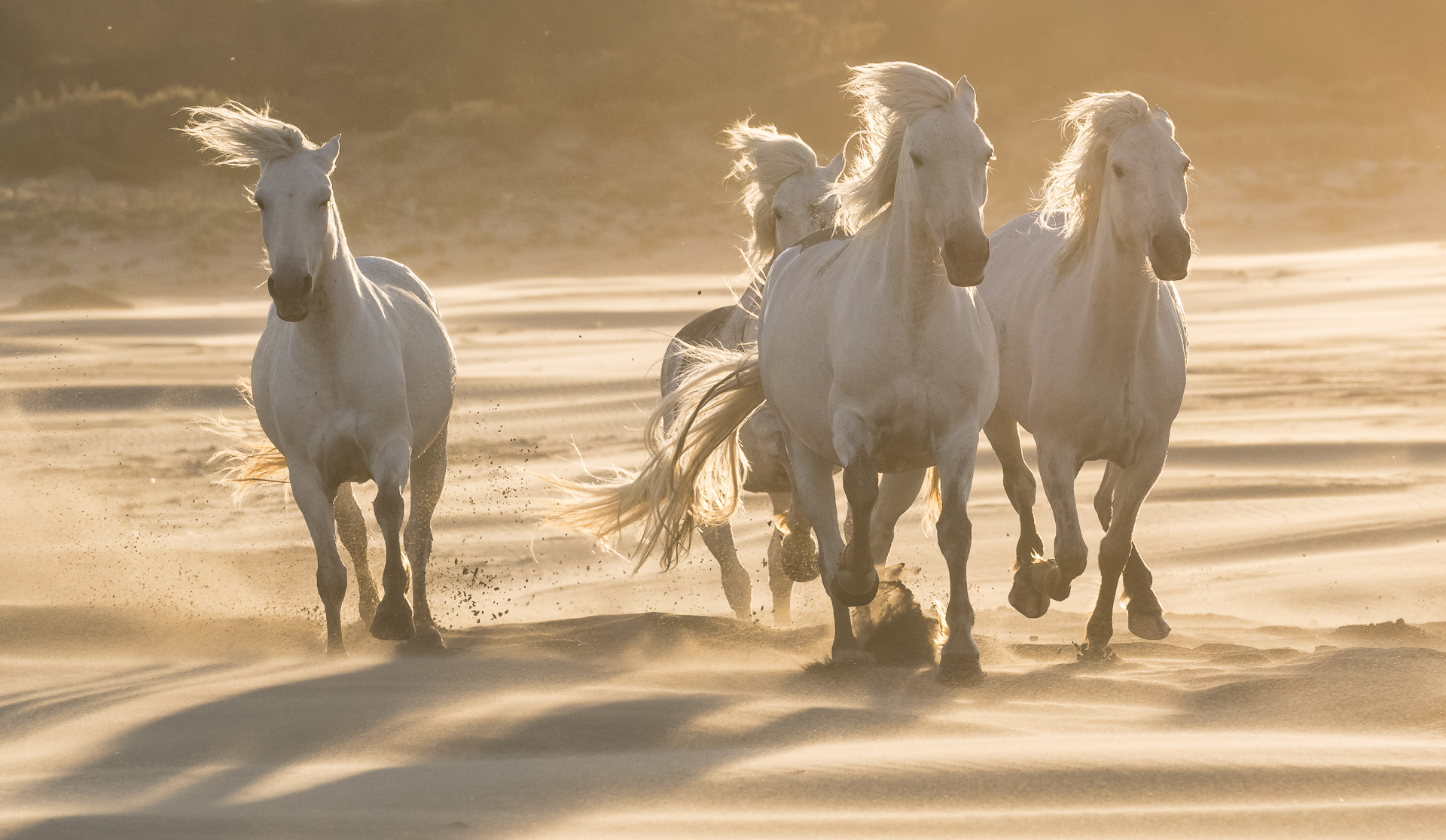 Camargue horses galloping in sand dunes. 
