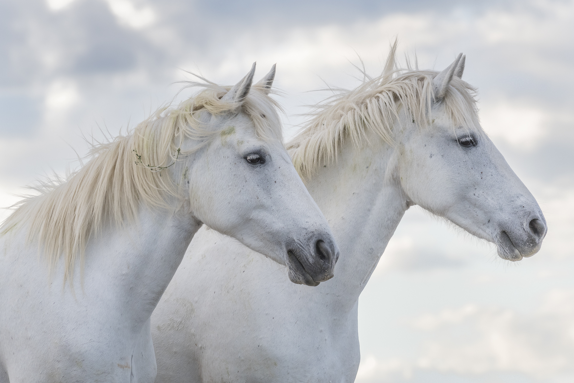 Camargue horses. Parc naturel régional de Camargue. France.