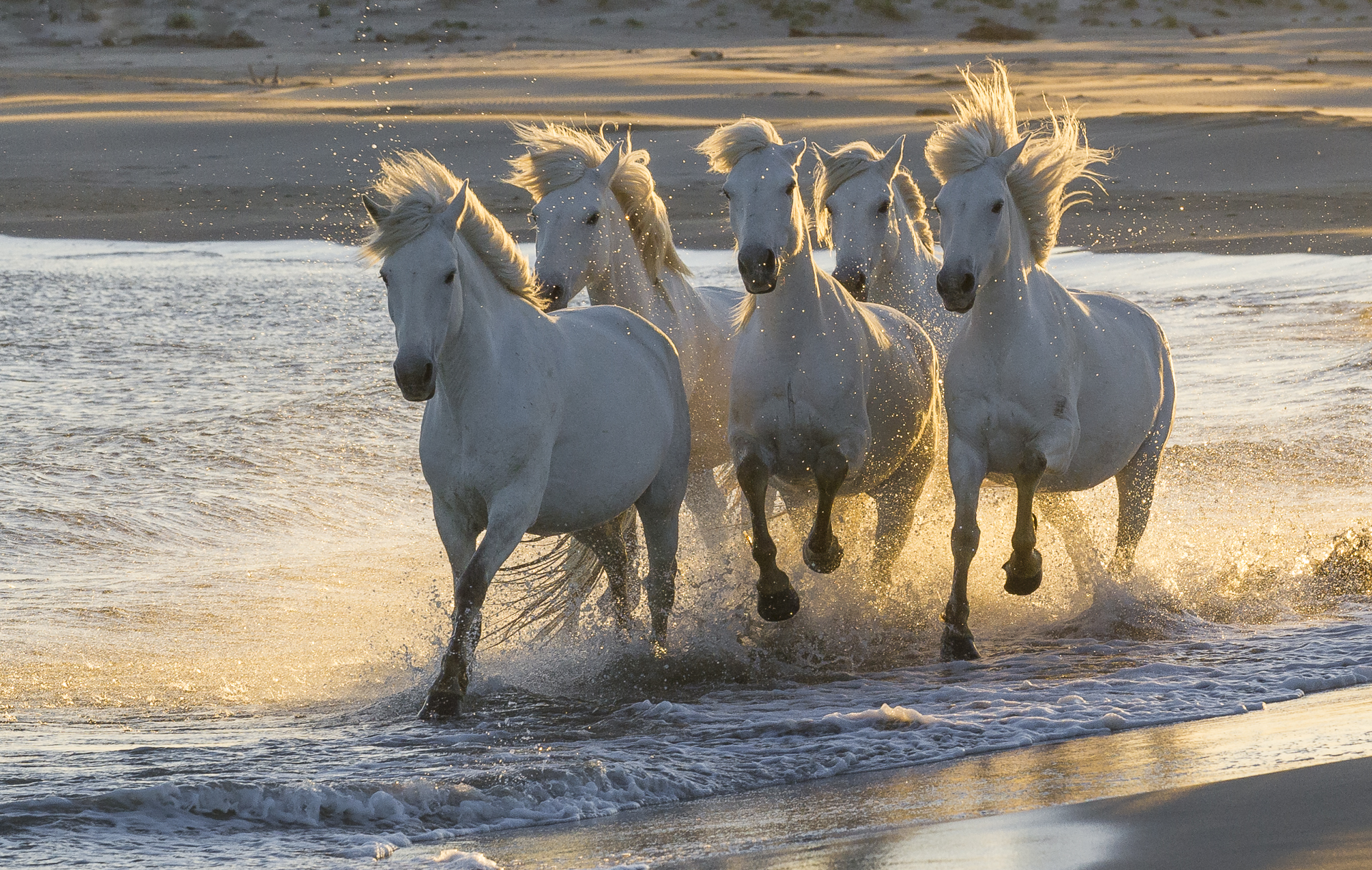 Camargue horses running on a Mediterranean beach. Parc naturel régional de Camargue. France.