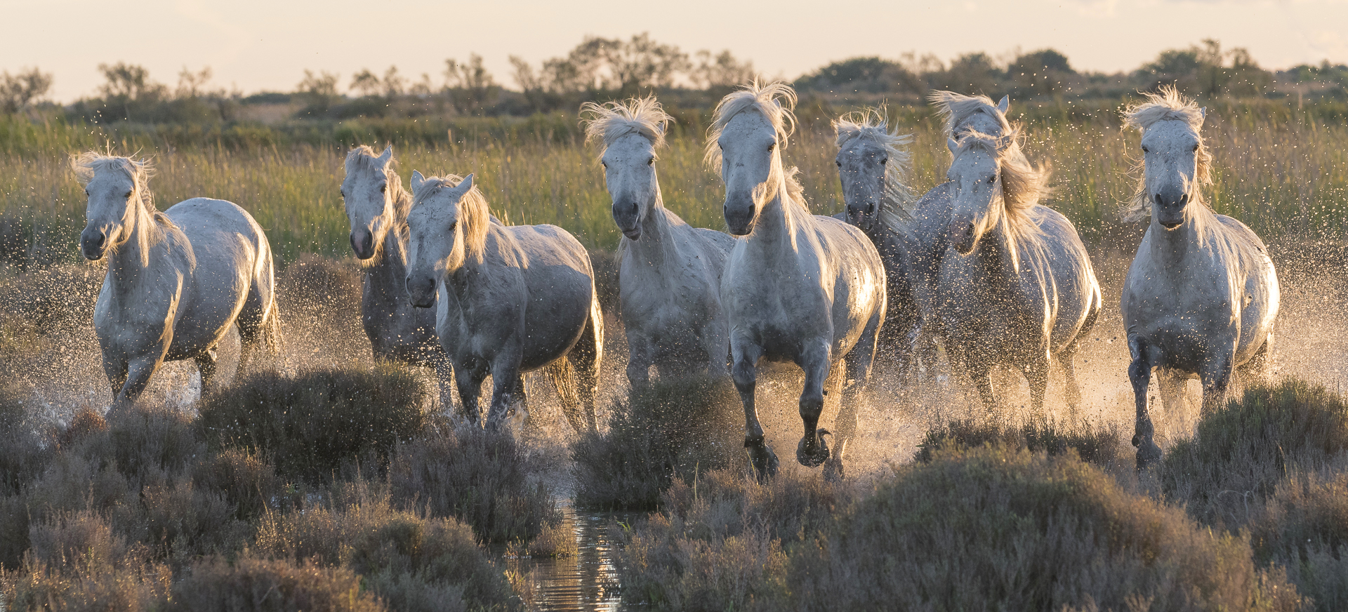 Horses running through tussocks in a Mediterranean wetland. Parc naturel régional de Camargue. France.