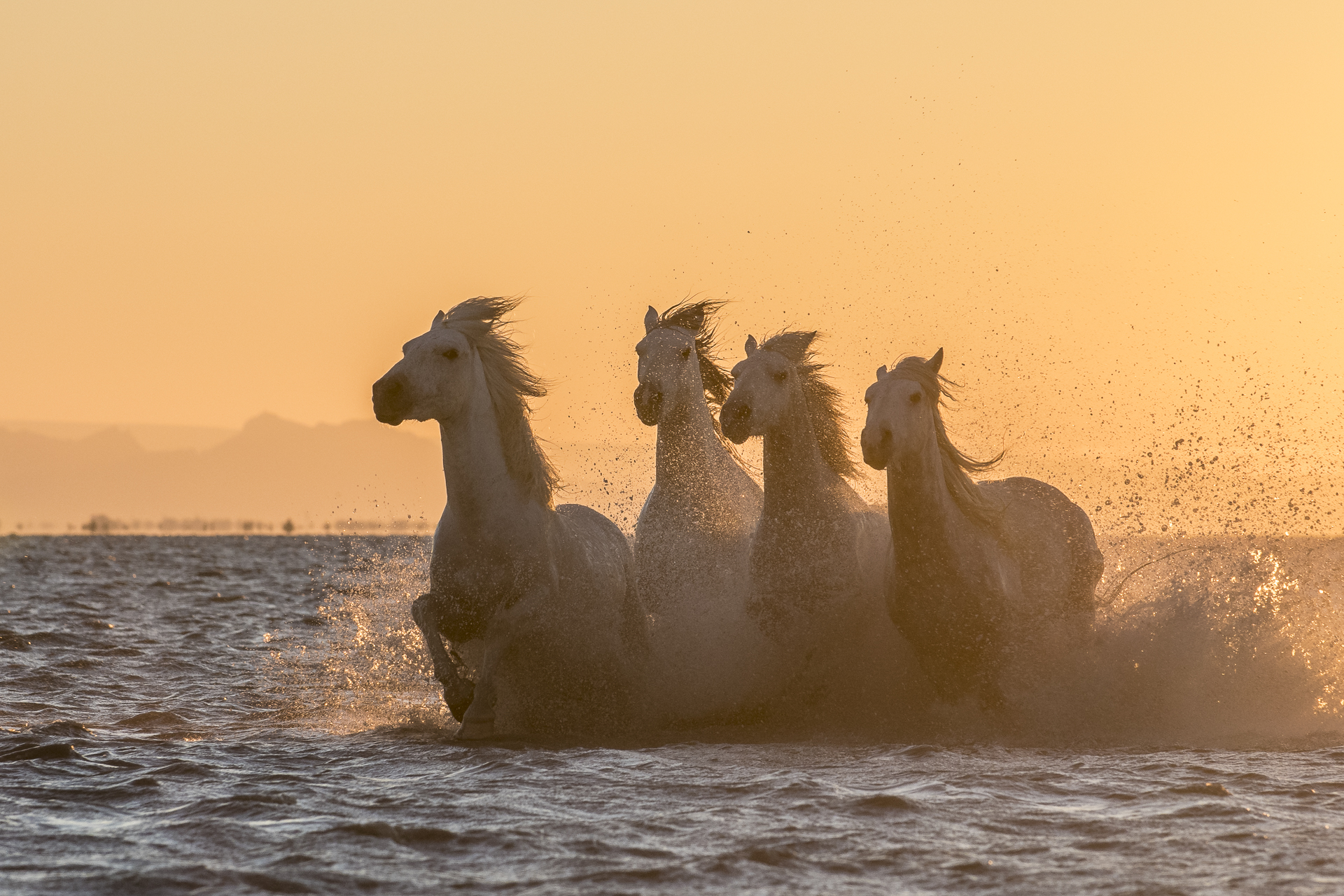 Horses running in Mediterranean surf at sunset. Parc naturel régional de Camargue. France.