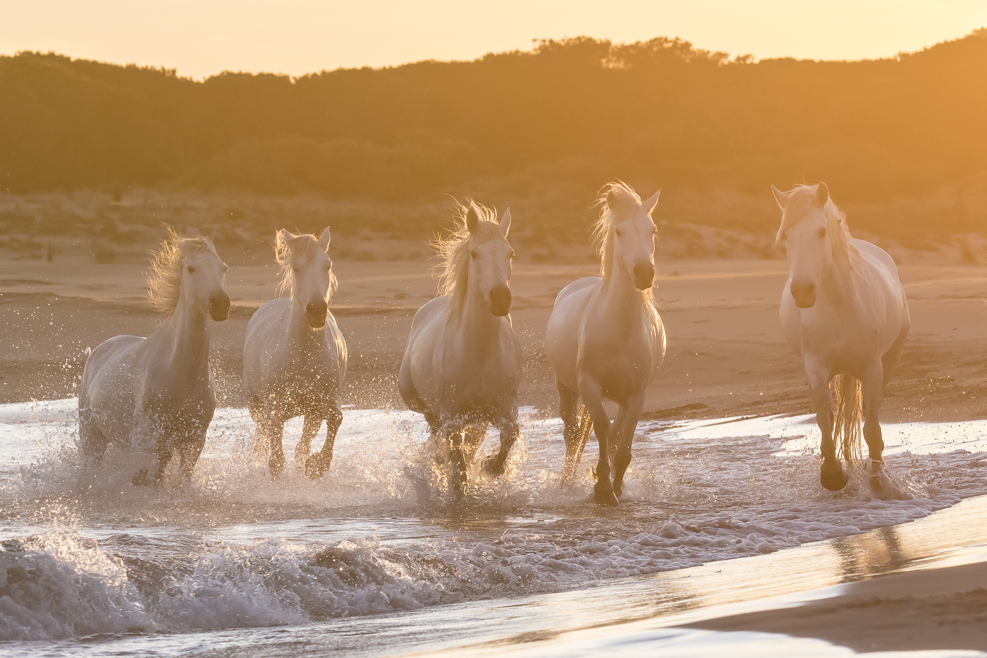 Horses running on a Mediterranean beach at sunset. Parc naturel régional de Camargue. France.