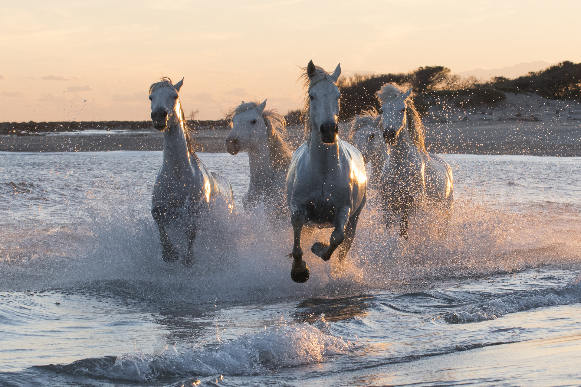 Horses running on a Mediterranean beach. Parc naturel régional de Camargue. France.
