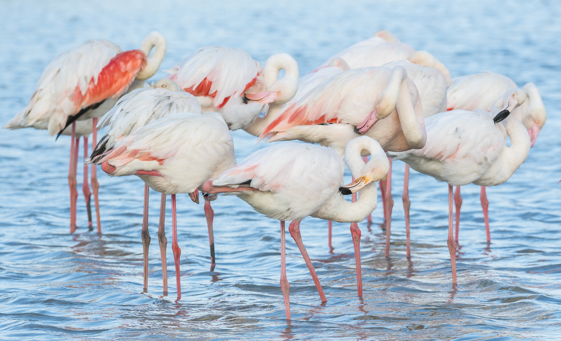 Greater flamingos preening. Pont-de Gau ornithological reserve, Saintes Maries de la Mer, France.