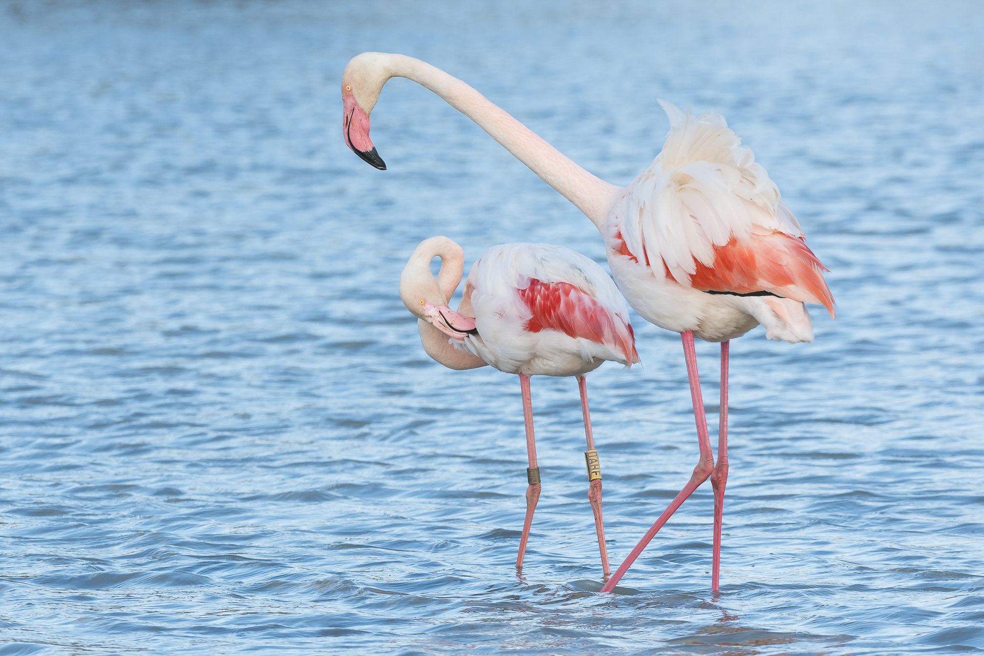 Greater flamingo courtship behavior. Pont-de Gau ornithological reserve, Saintes Maries de la Mer, France.