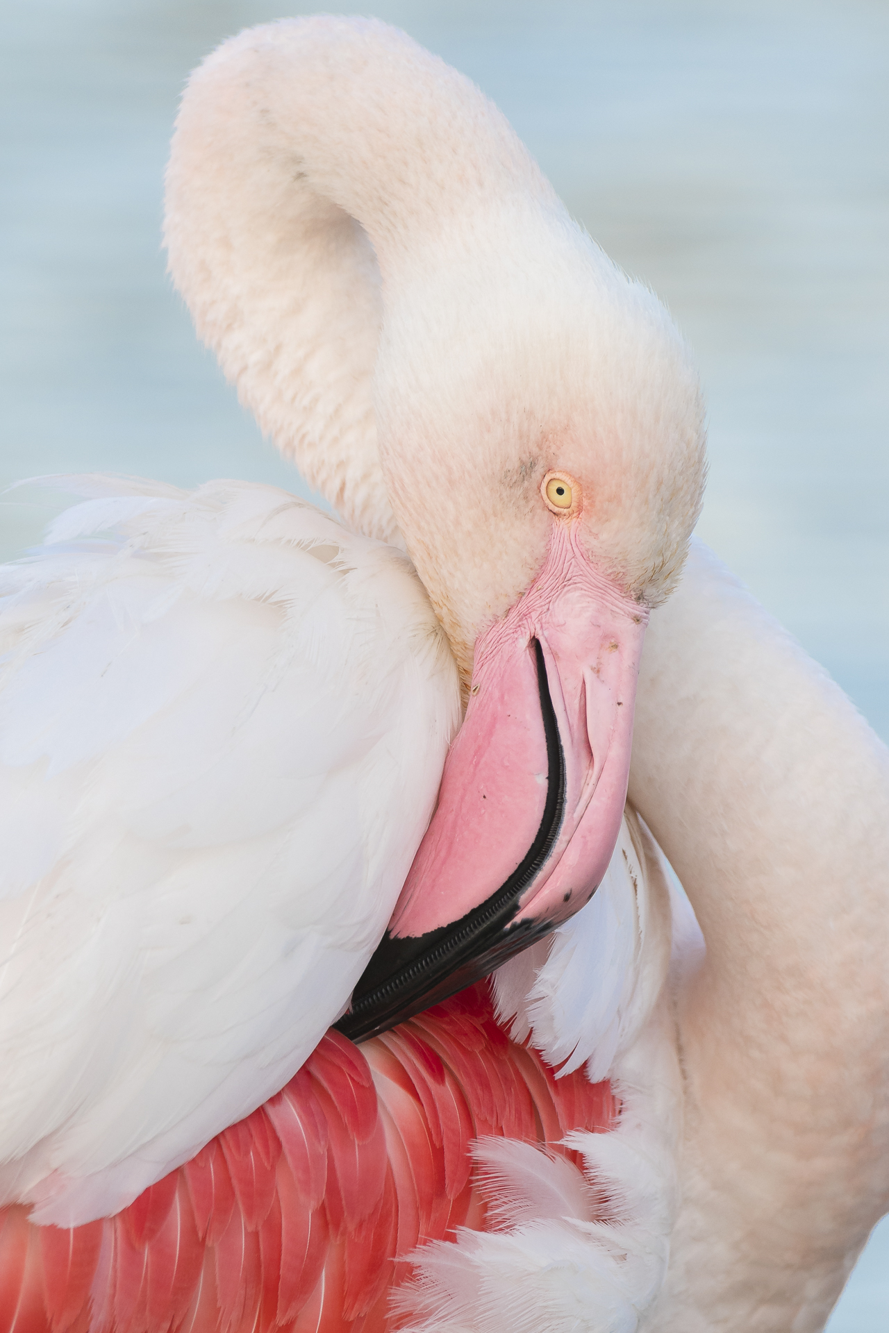 Greater flamingo preening. Pont-de Gau ornithological reserve, Saintes Maries de la Mer, France.