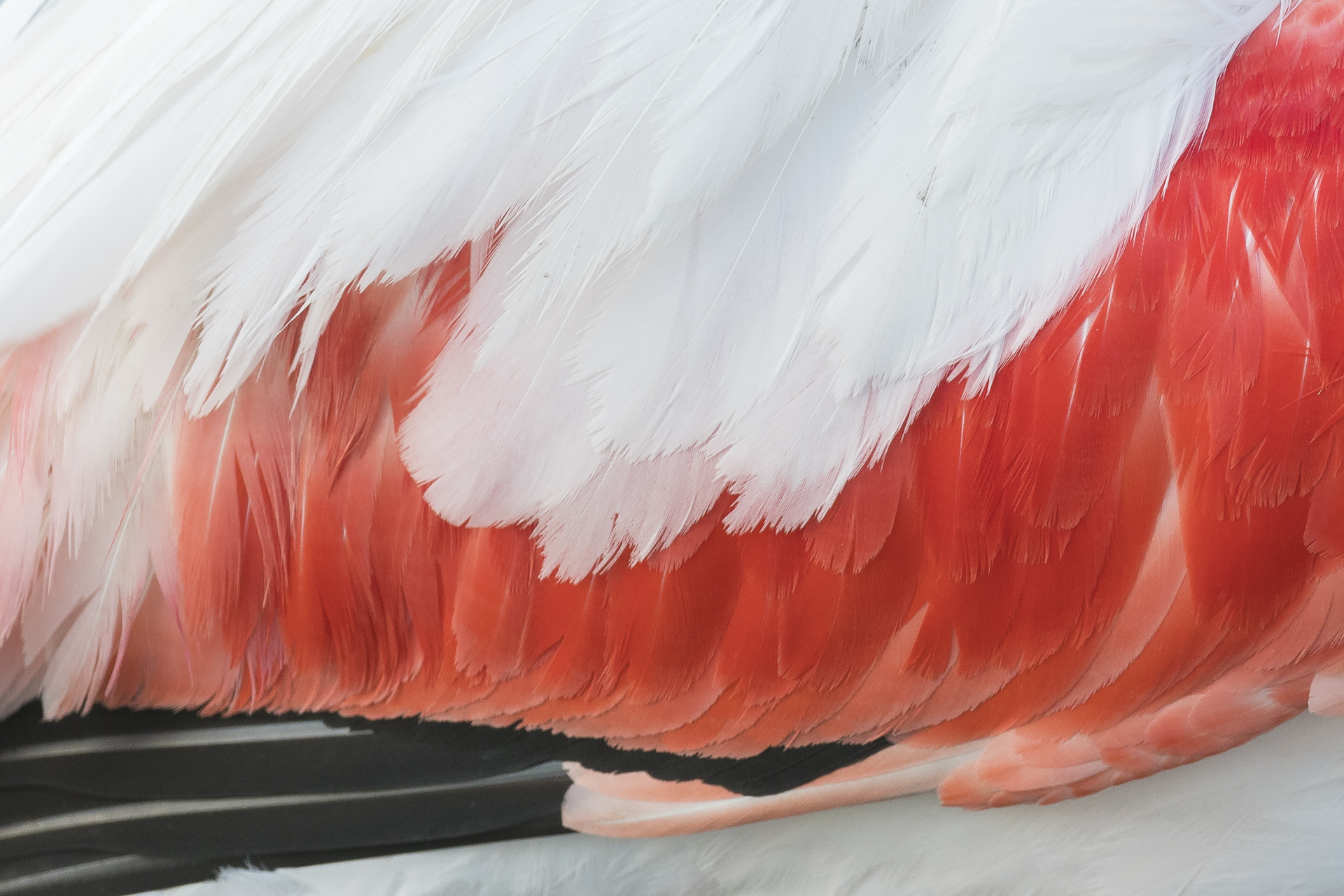 Detail of greater flamingo wing. Pont-de Gau ornithological reserve, Saintes Maries de la Mer, France.