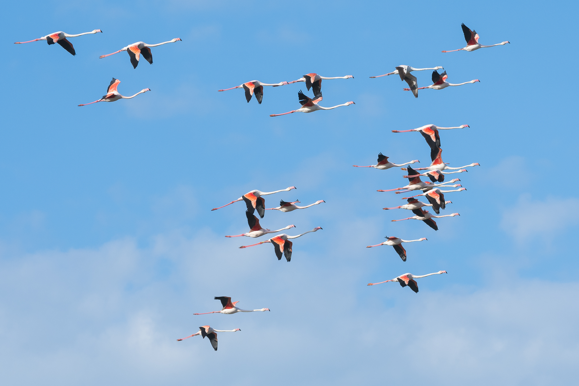Flock of greater flamingos. Parc naturel régional de Camargue, France.