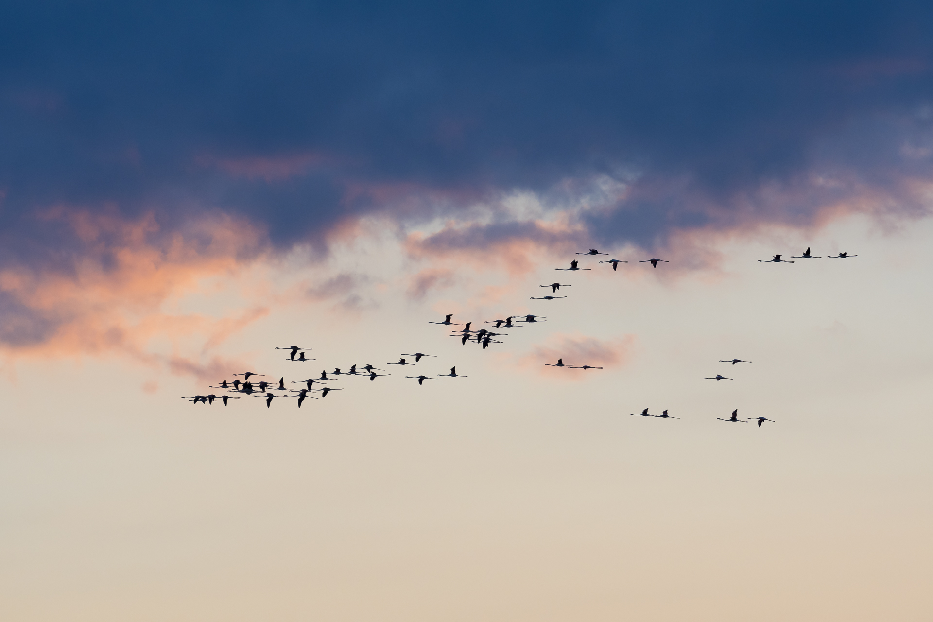Flamingos flying back to their roost at sunset. Parc naturel régional de Camargue, France.