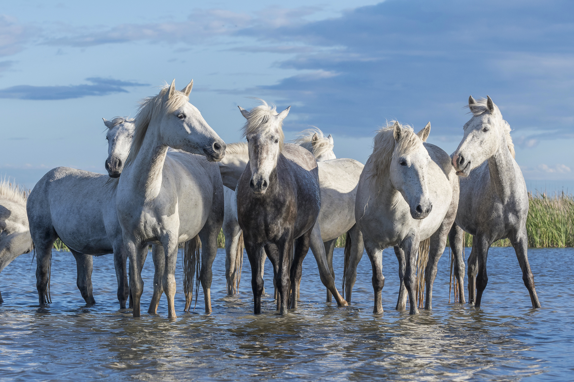 Camargue horses standing in a wetland. Parc naturel régional de Camargue. France.