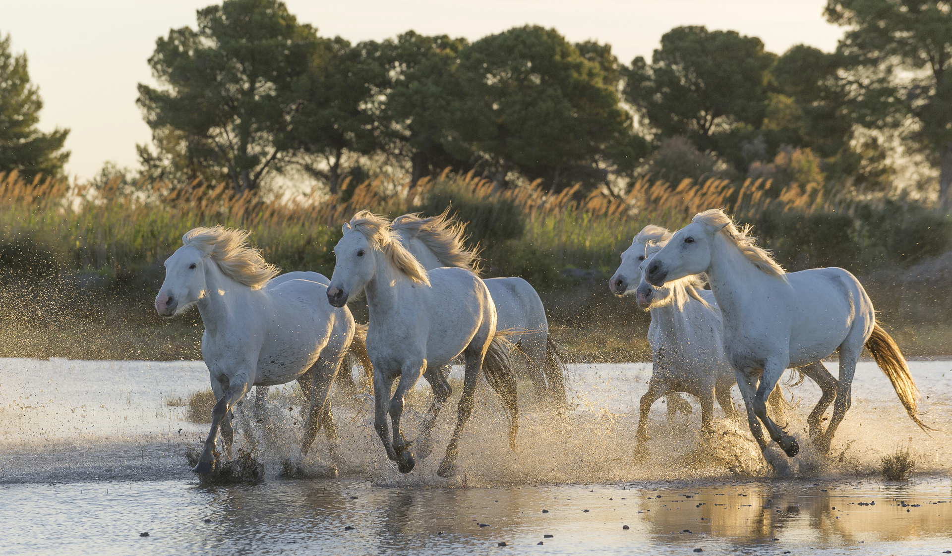 Horses running in Mediterranean wetland. Parc naturel régional de Camargue. France.