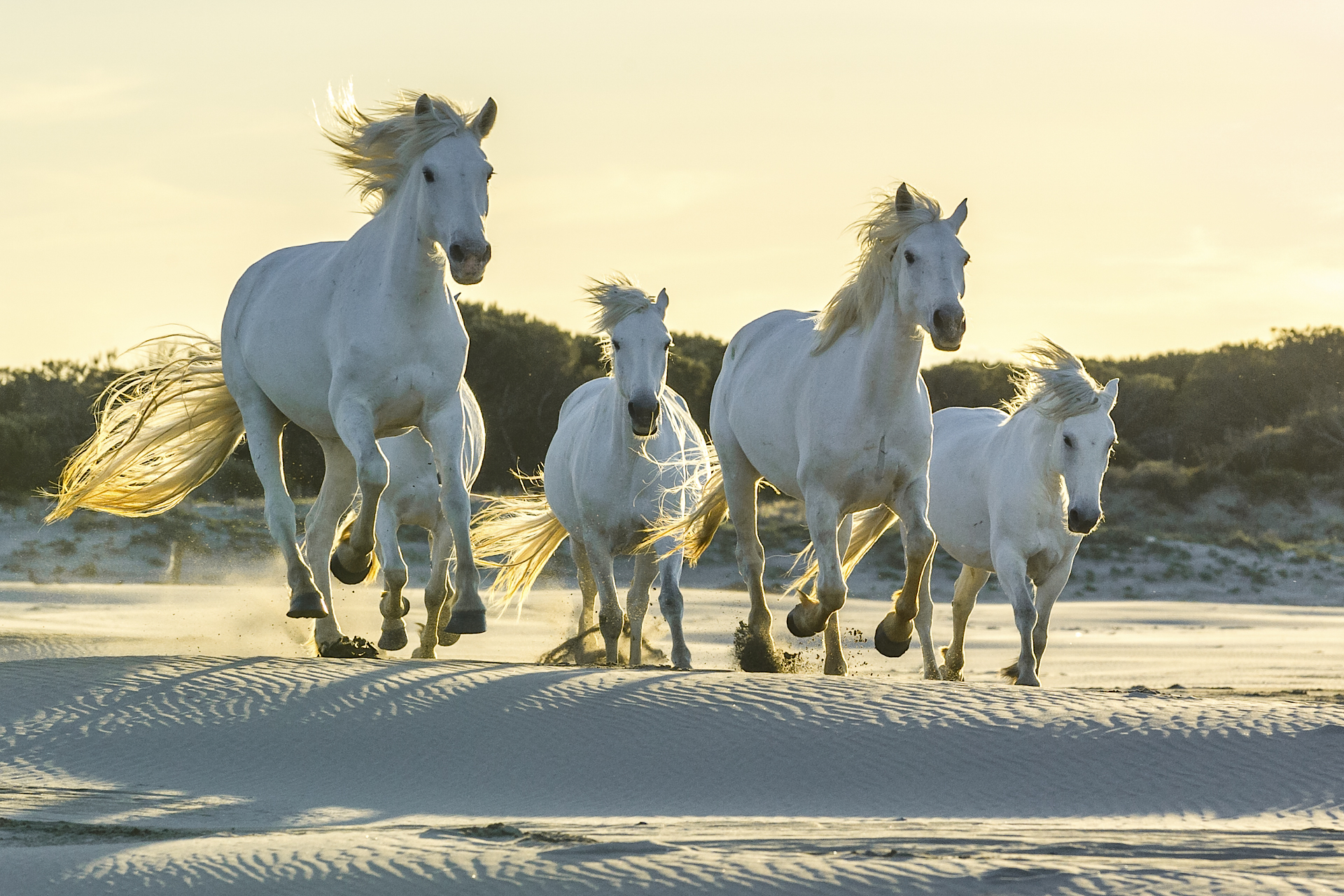 Camargue horses running in sand dunes. Parc naturel régional de Camargue. France.