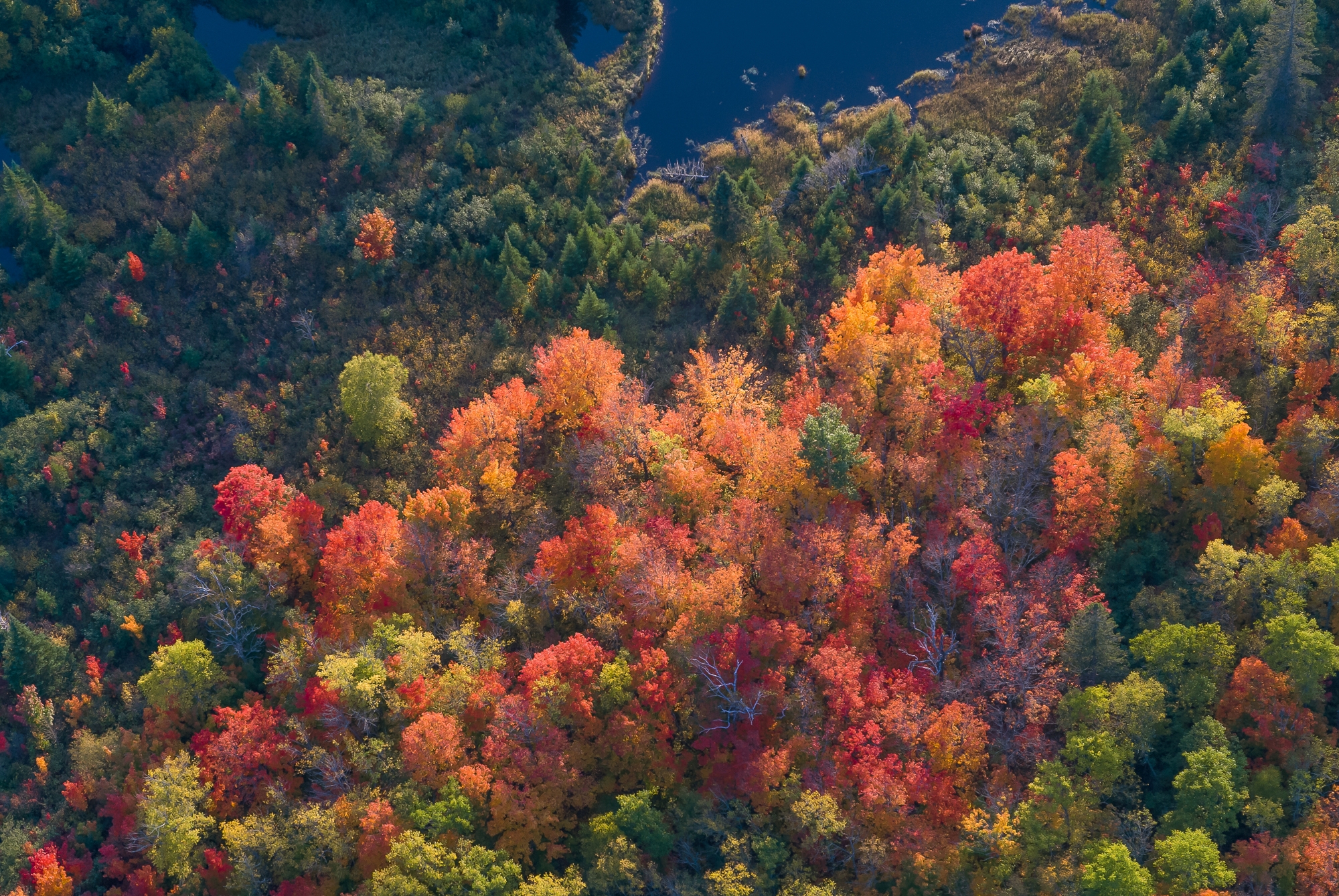 Lake County aerial: maples and aspens.