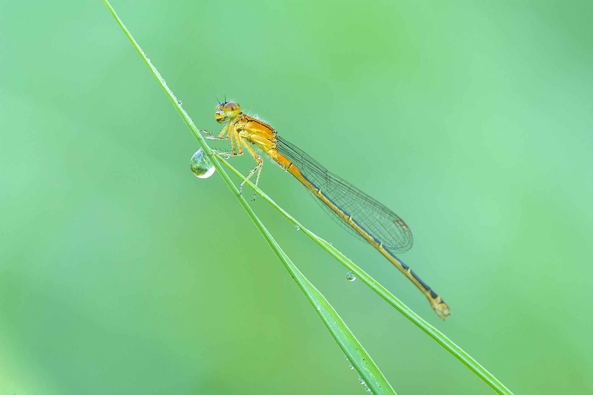 Damselfly and dew drop