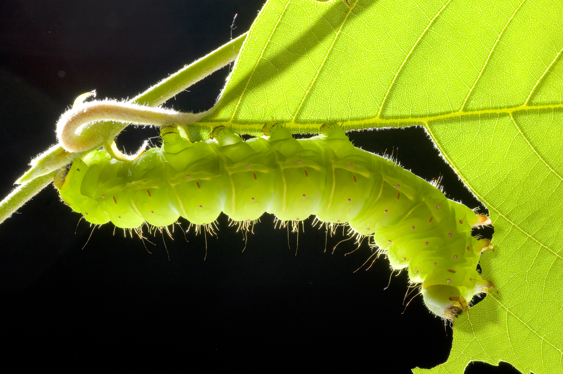 Luna moth caterpillar eating a birch leaf 