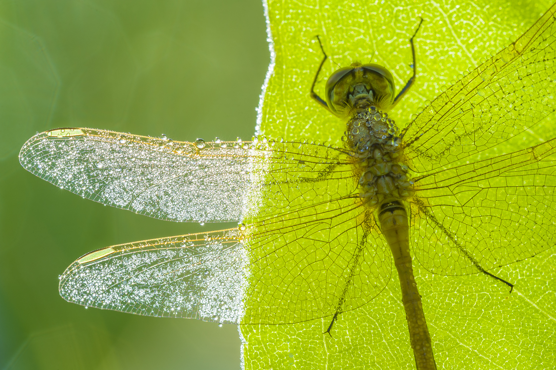 Dewy dragonfly