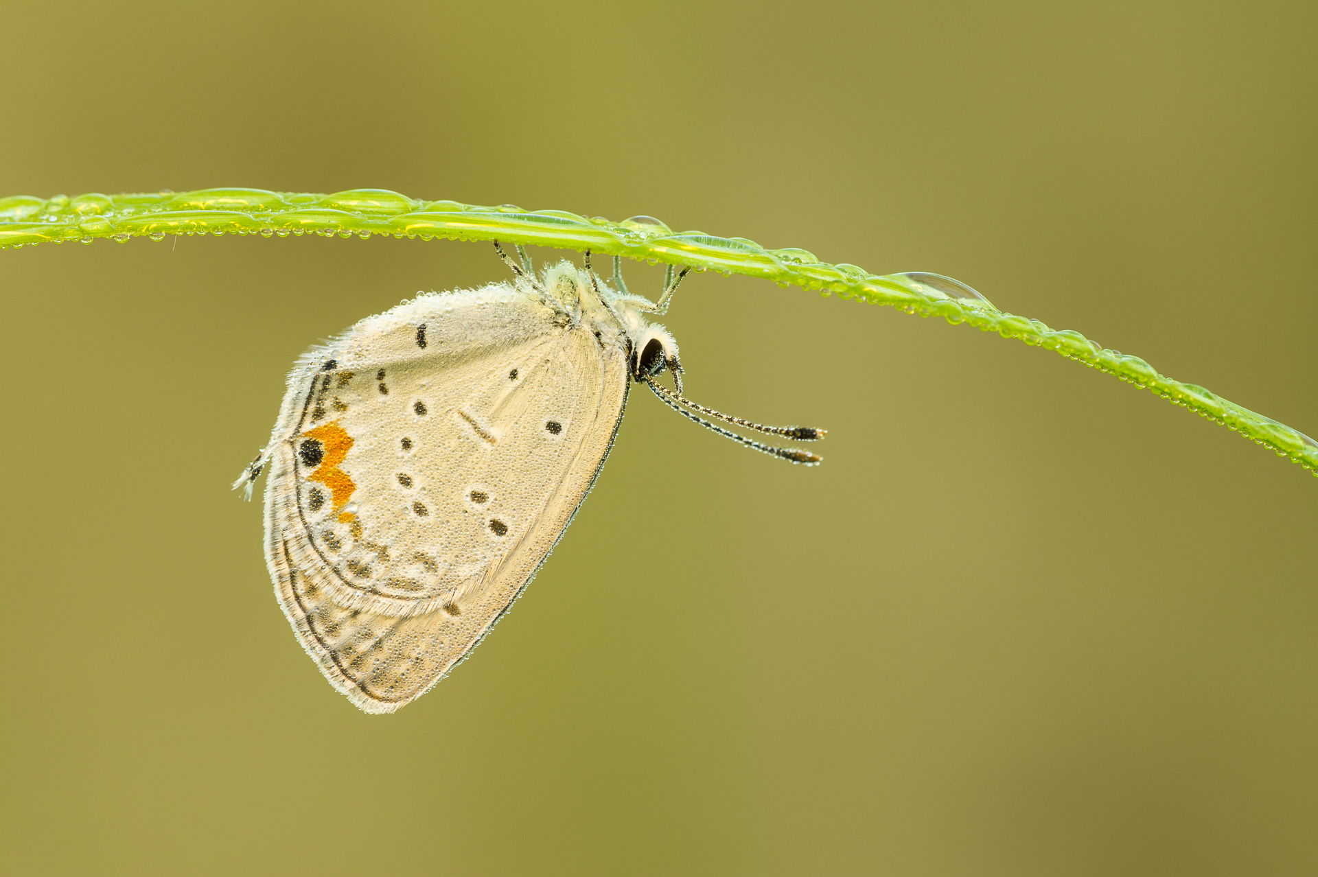 Eastern-tailed Blue butterfly resting underneath a dew-covered blade of grass