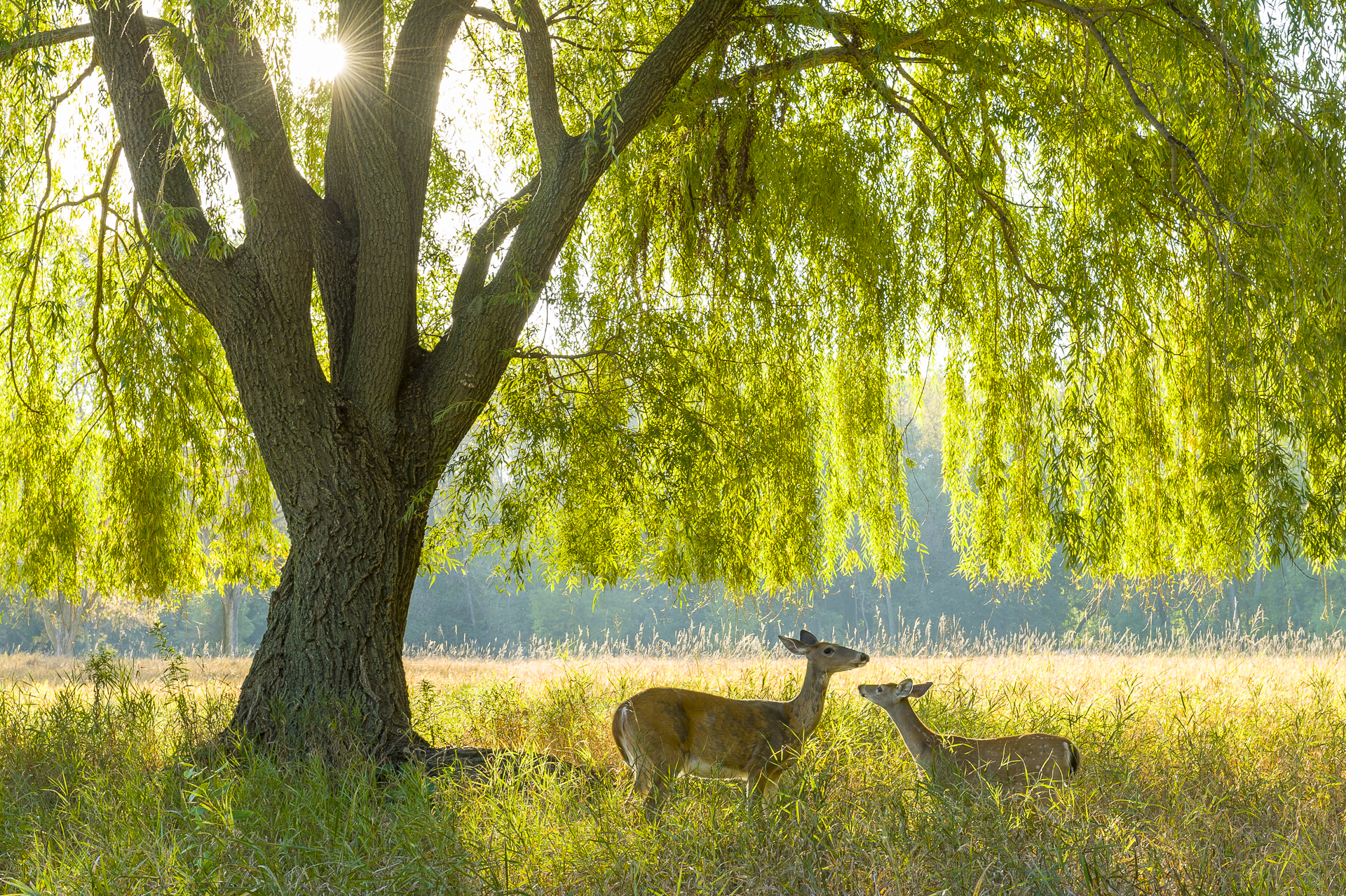 White-tailed deer doe and fawn