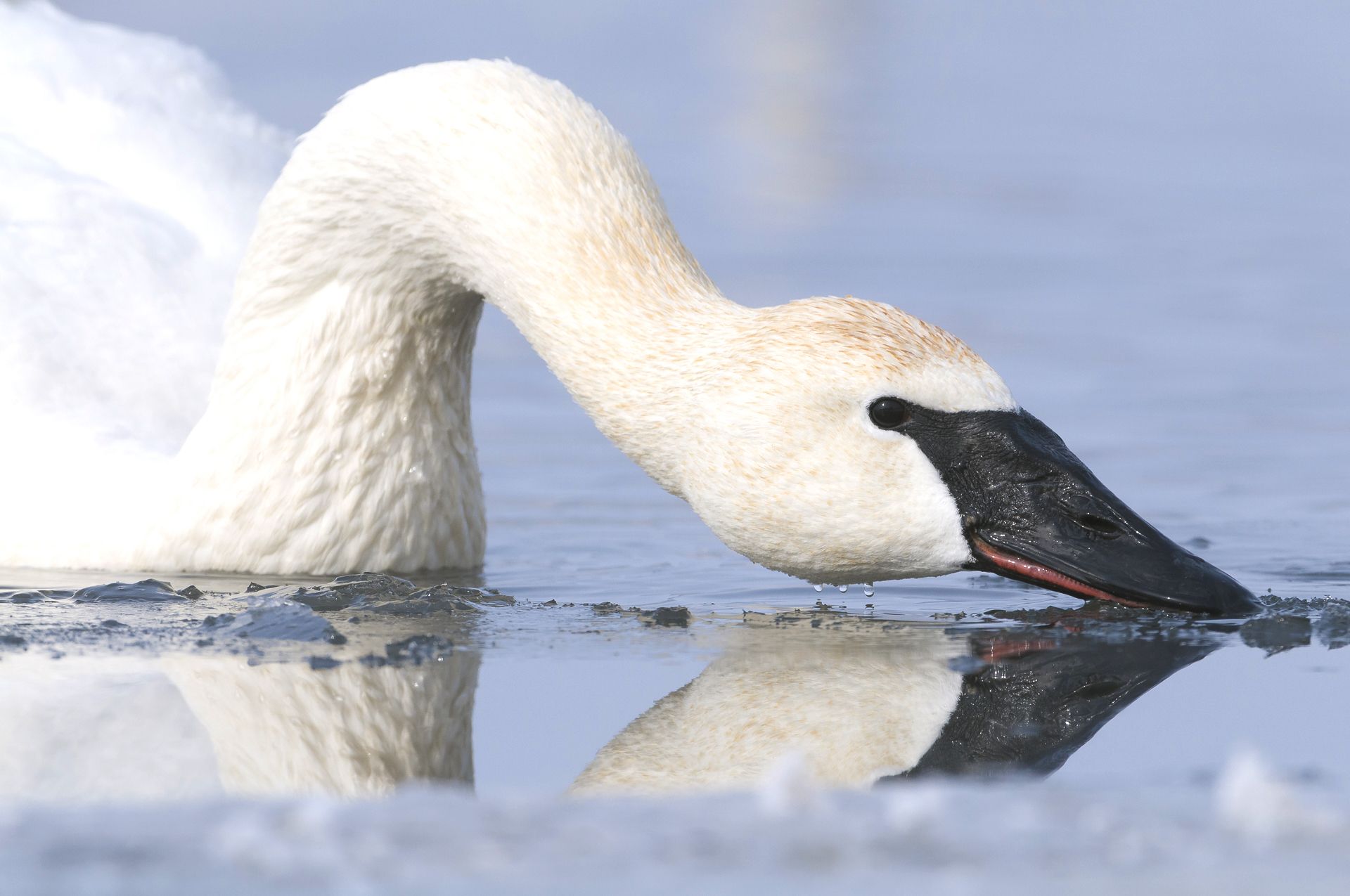 Mirror reflection