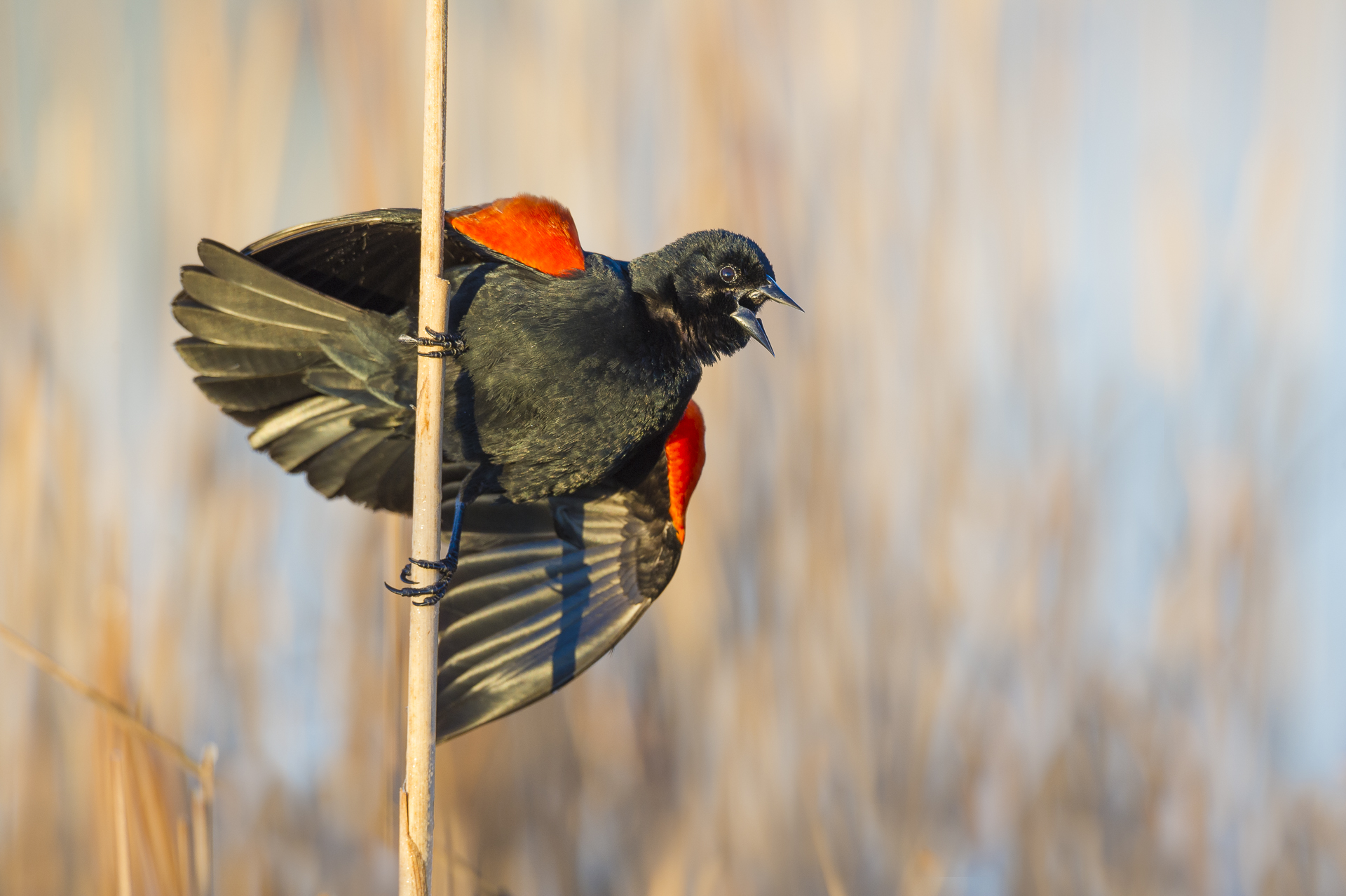Male red-winged blackbird in full territorial display.