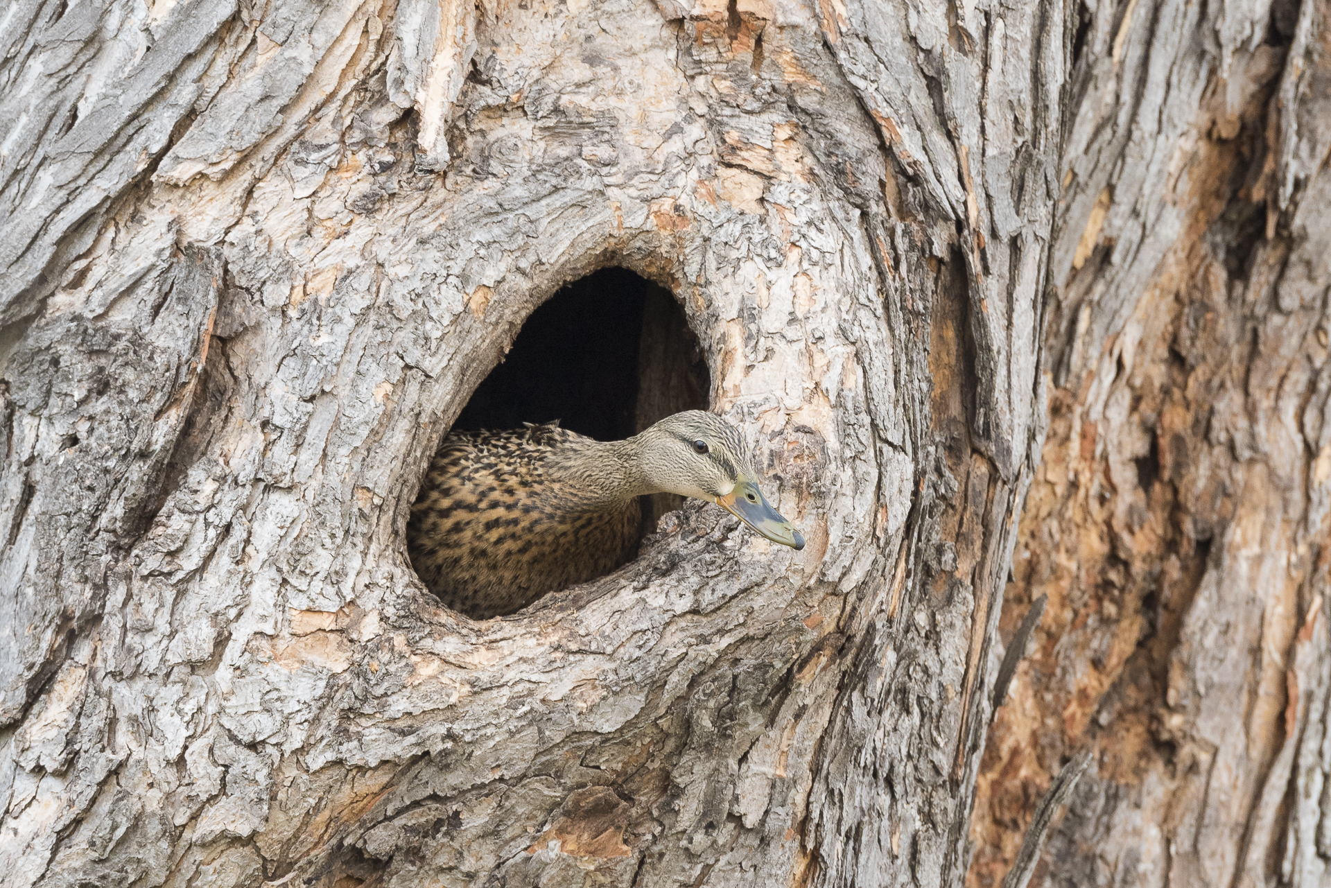 "Who's there?" Hen mallard nesting in tree cavity.